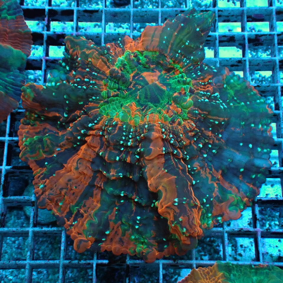 n340 アザミハナガタサンゴ | HOUSE REEF(ハウスリーフ)サンゴ・海水魚