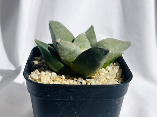 Ariocarpus furfuraceus f.　アリオカルプス　大疣青磁牡丹　サボテン