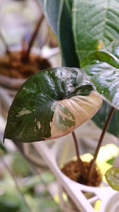 アロカシア ピンク セレンディピティ② / Alocasia Pink Serendipity / 観葉植物<育て方・花言葉>