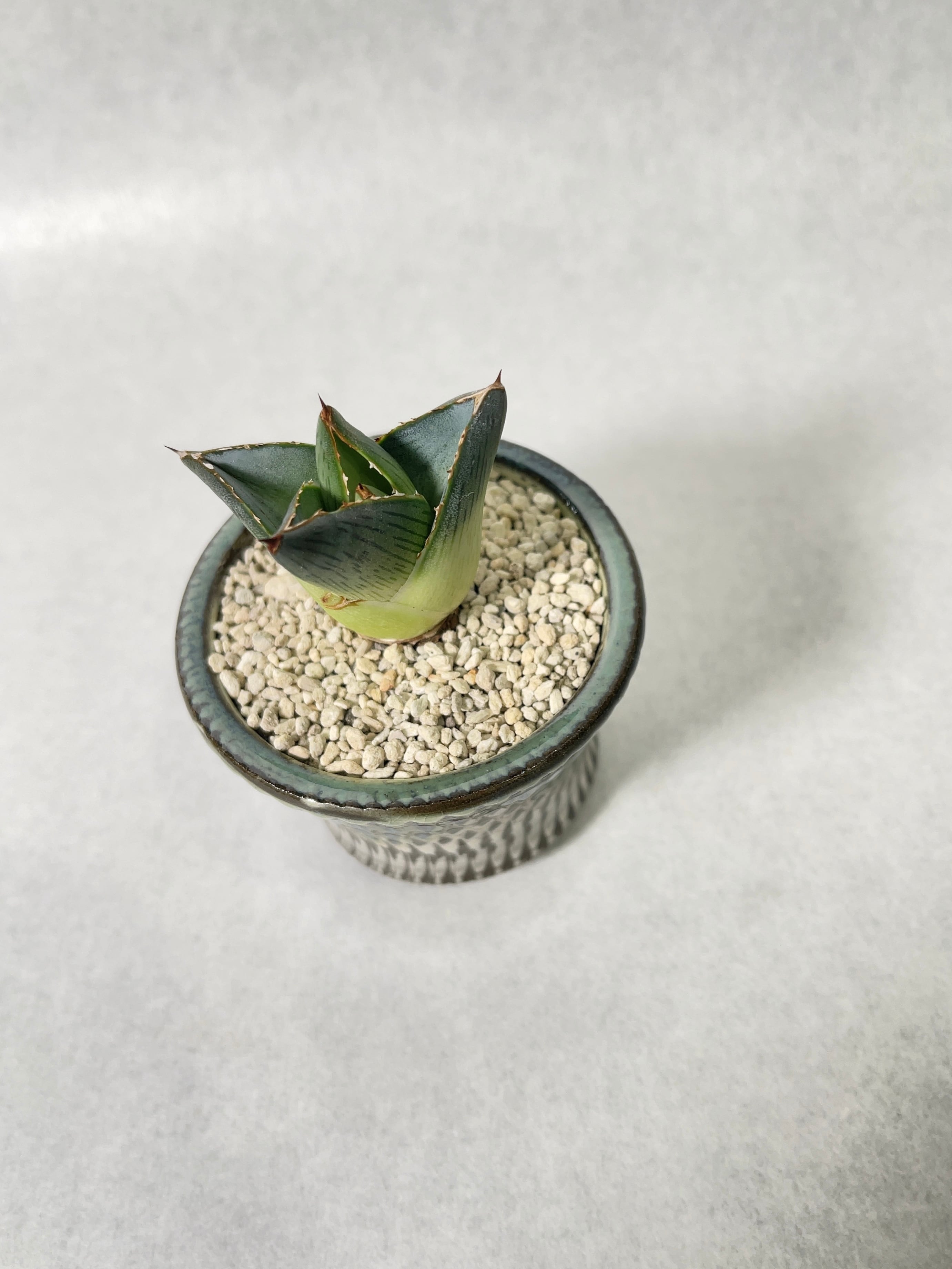 アガベ・プミラ | trigger