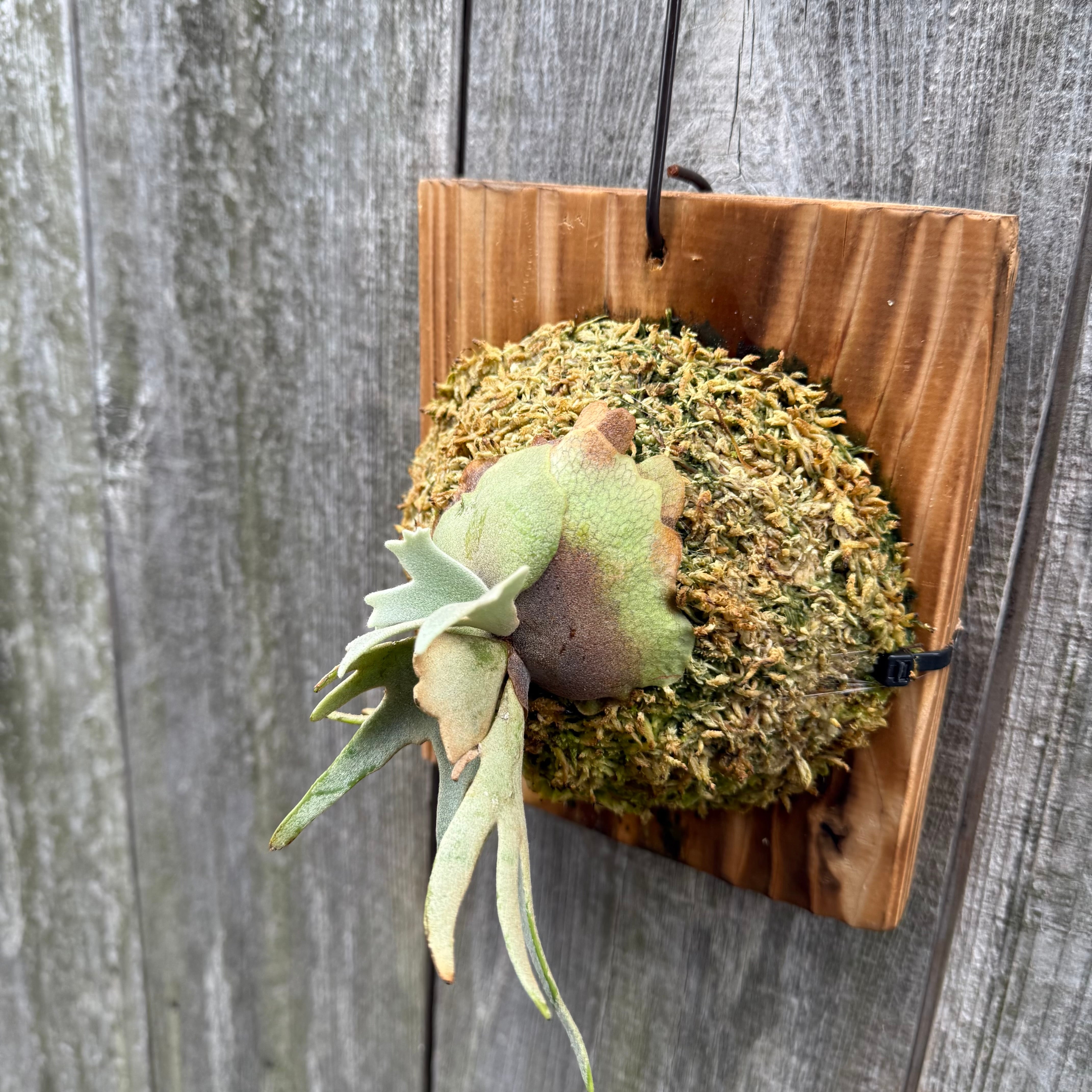 P.willinckii Totoro sporeling | naturefix