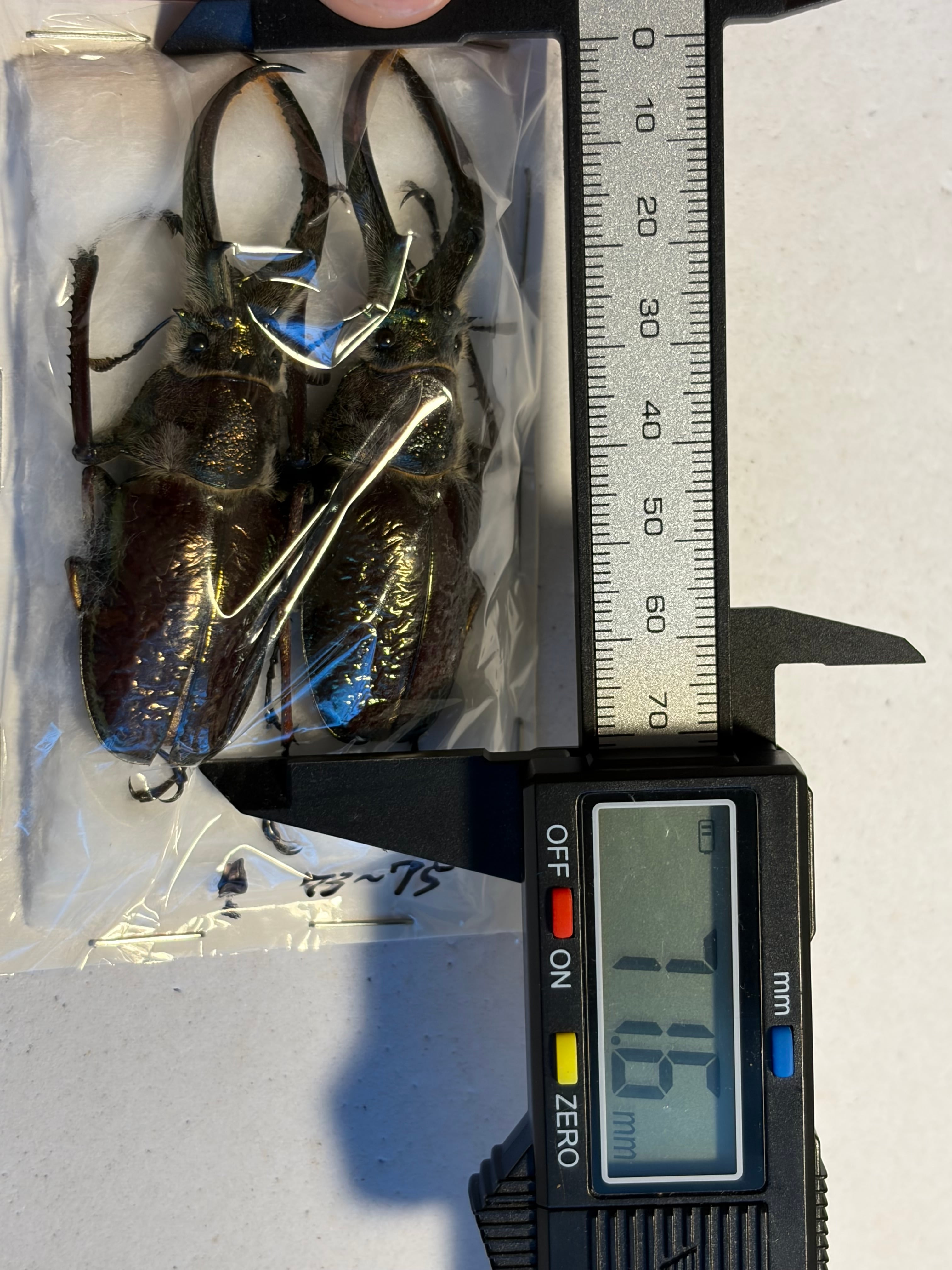黄緑&青緑】ギガンテウスシワバネクワガタ 昆虫標本 チリクワガタ