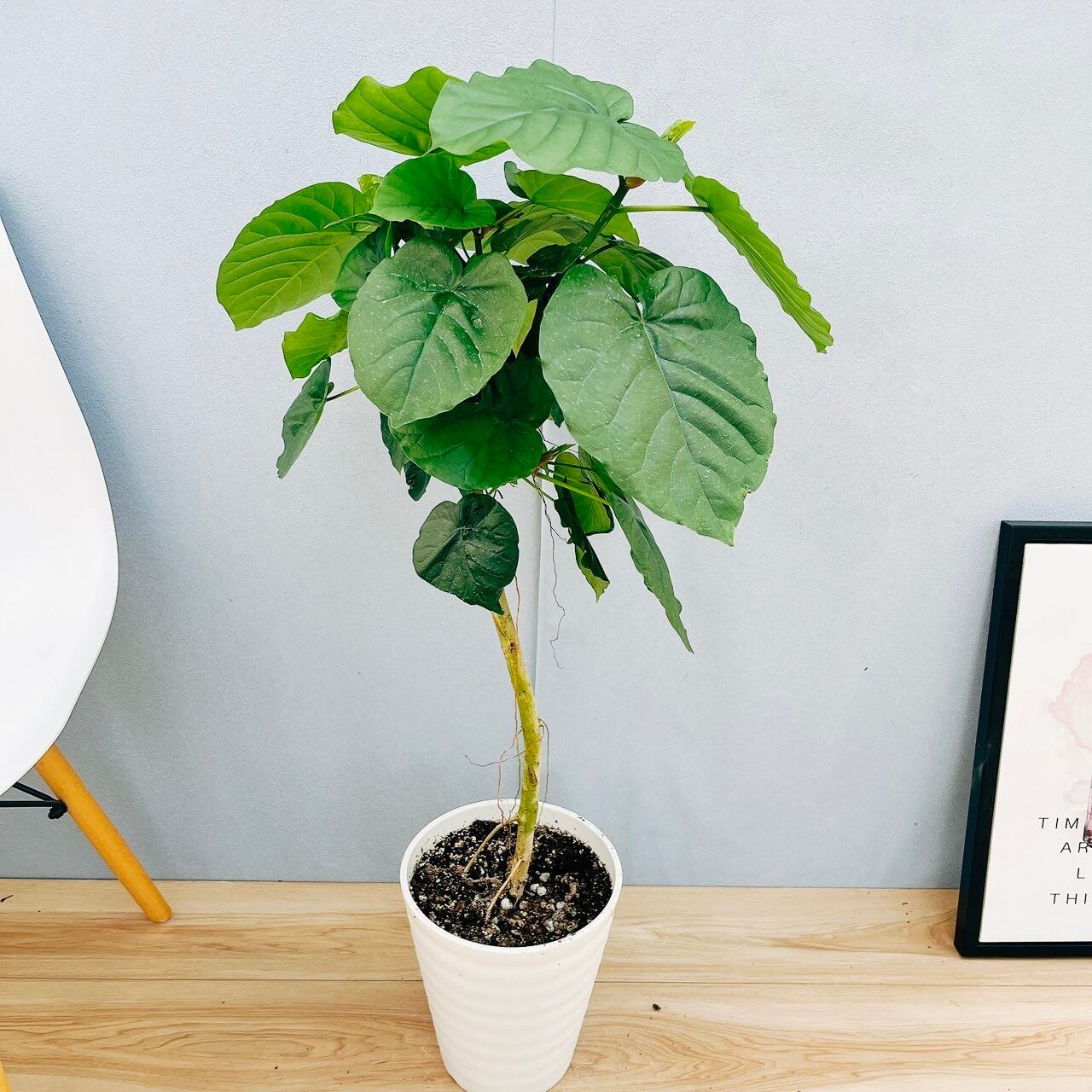 フィカス 植物 約45cm 陶器鉢 最強湾曲！陶器鉢付！ 曲げフィカス 45cm 立派 くっきり葉模様 鉢の