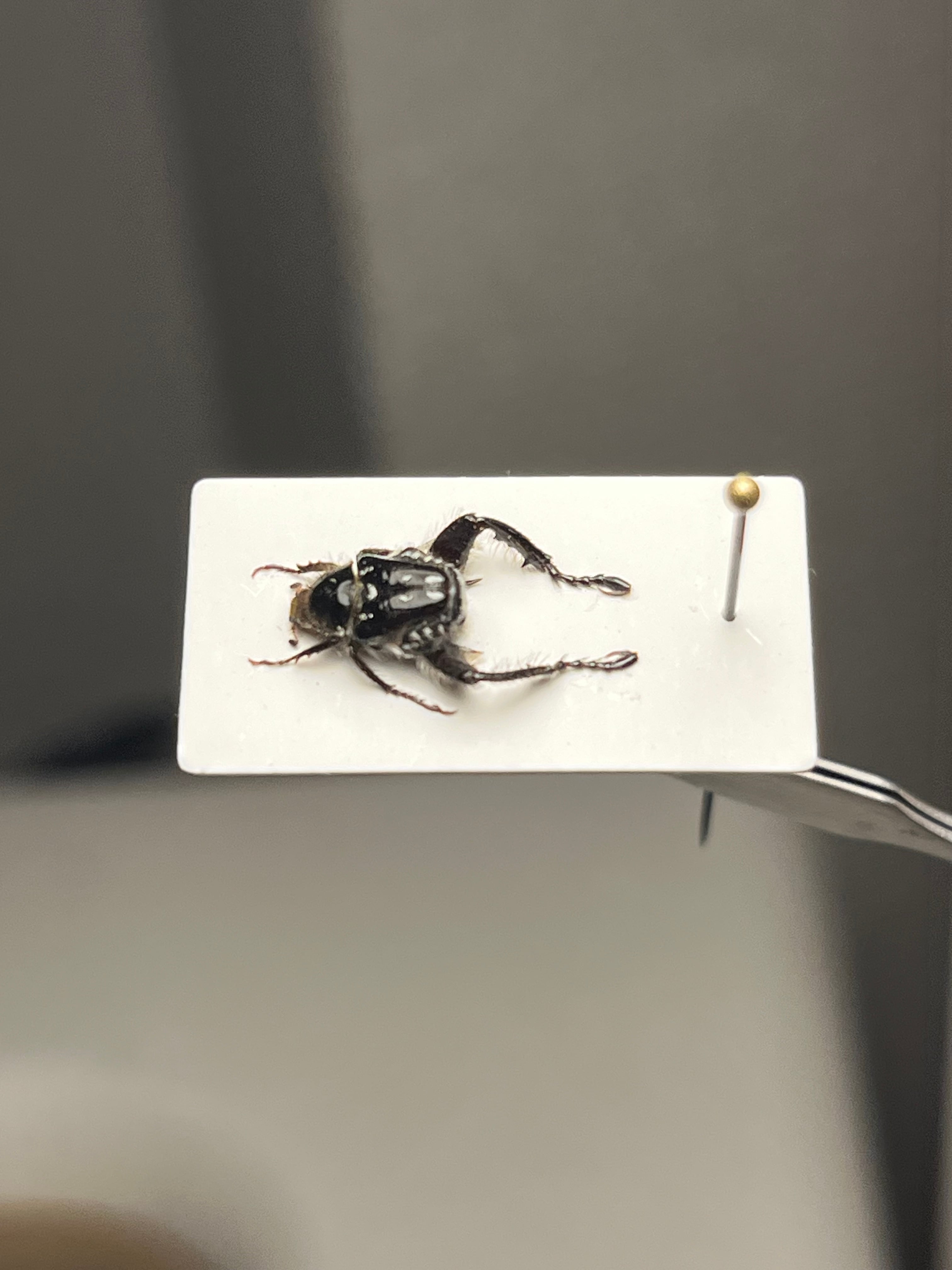 6mm】艶のある体のアシナガコガネ 標本 プラチナコガネ ウグイスコガネ