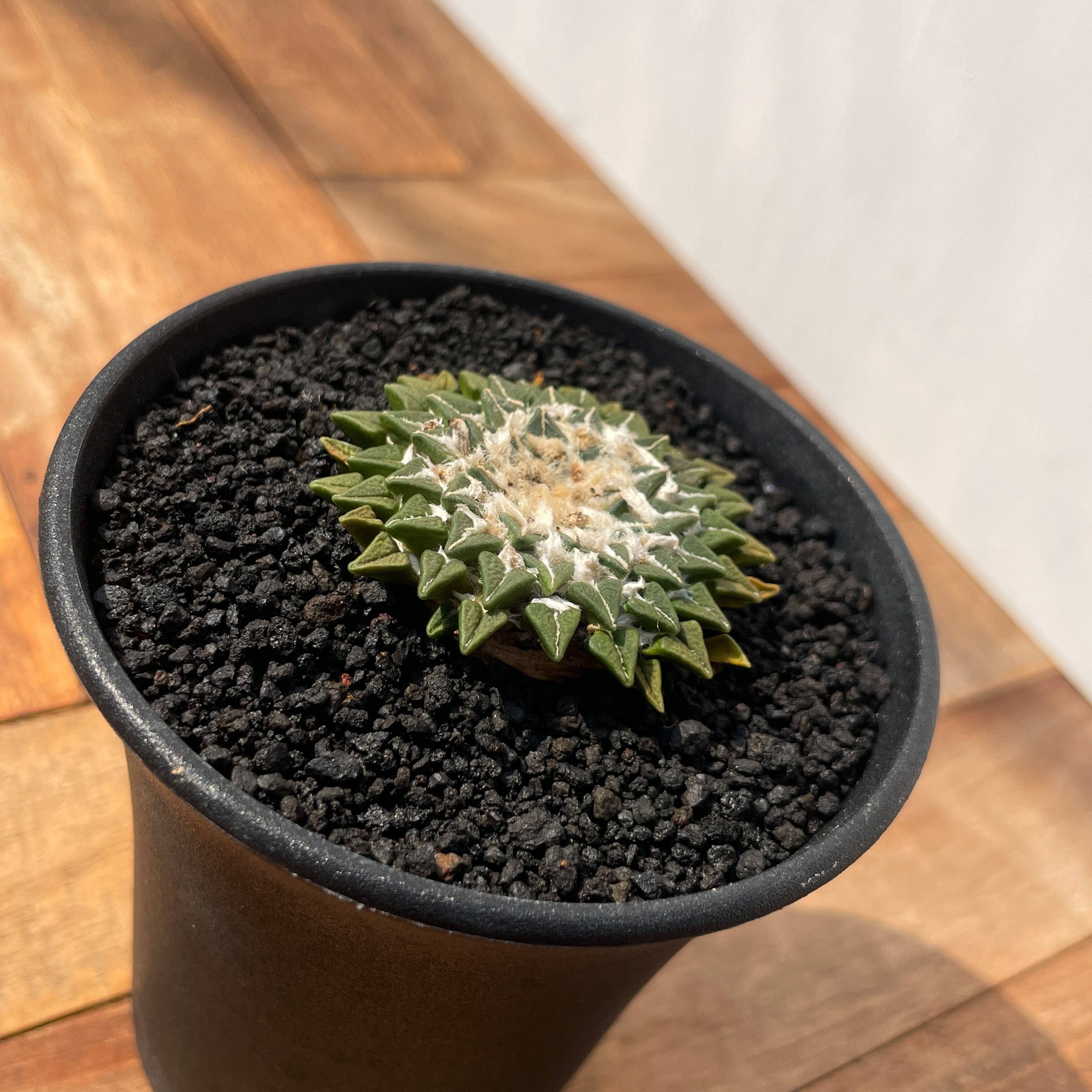 Ariocarpus kotschoubeyanus【アリオカルプス・姫牡丹・実生