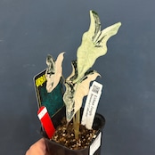 アロカシア ノビリス バリエガータ【787】