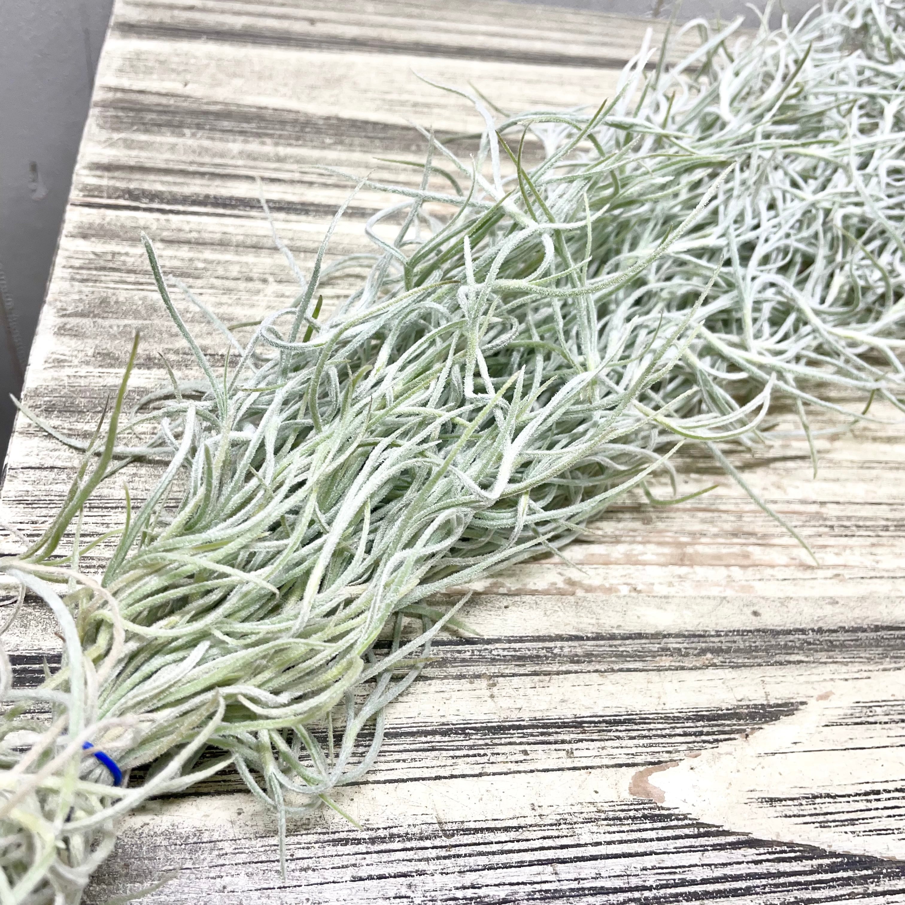 希少 エアプランツ チランジア ウスネオイデス 太葉 Tillandsia