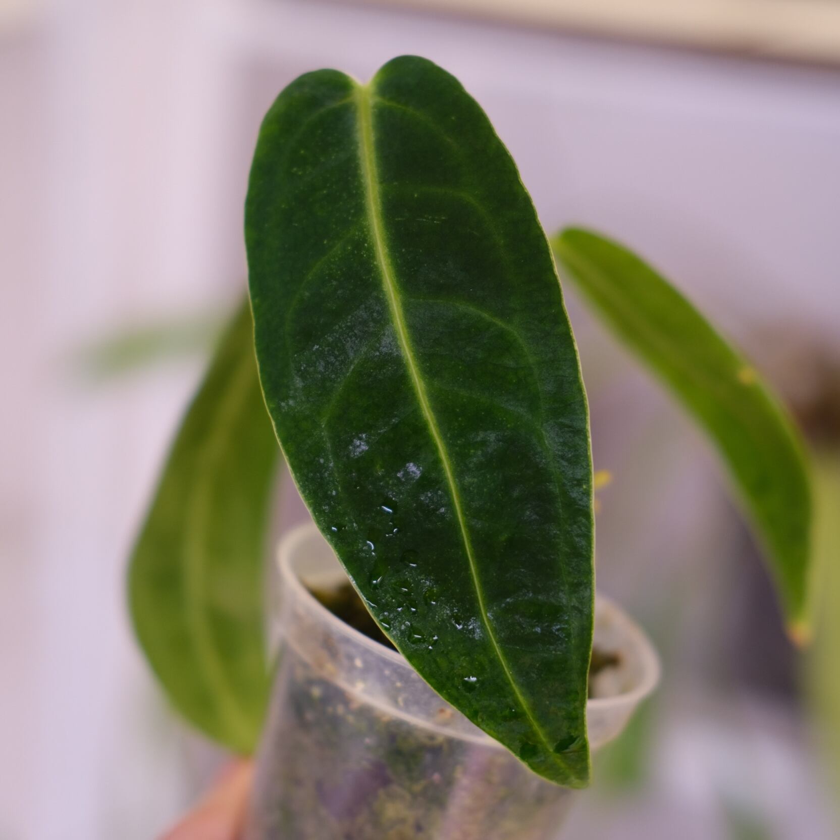 アンスリウム ワロクアーナム③│Anthurium Warocqueanum│観葉植物