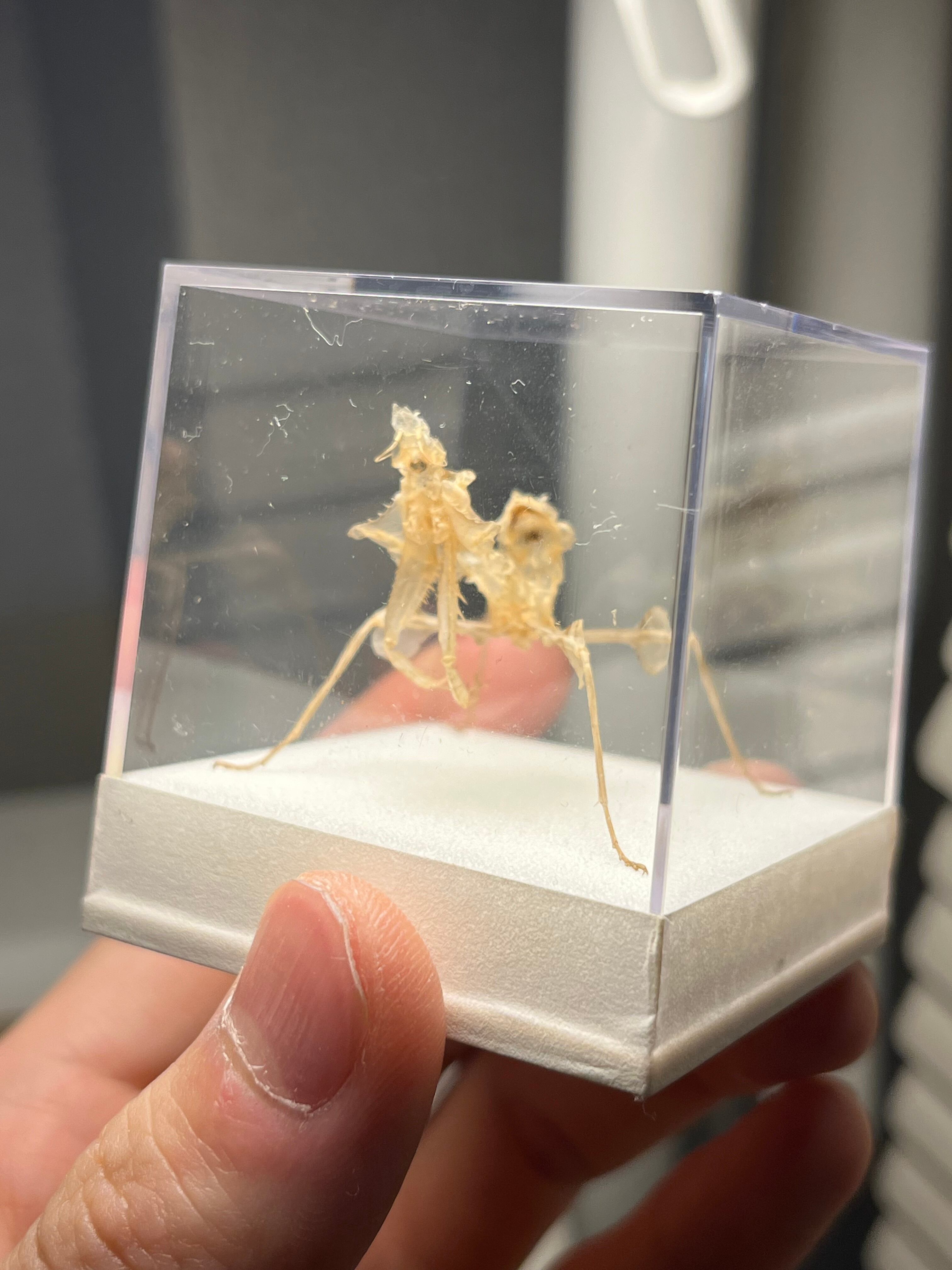 蟷螂傑作】ニセハナマオウカマキリ マンティスタランチュラムカデ