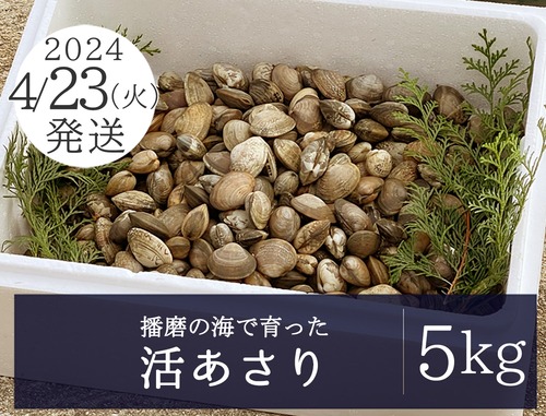 4月23日（火）発送【畜養】活あさり 5kg