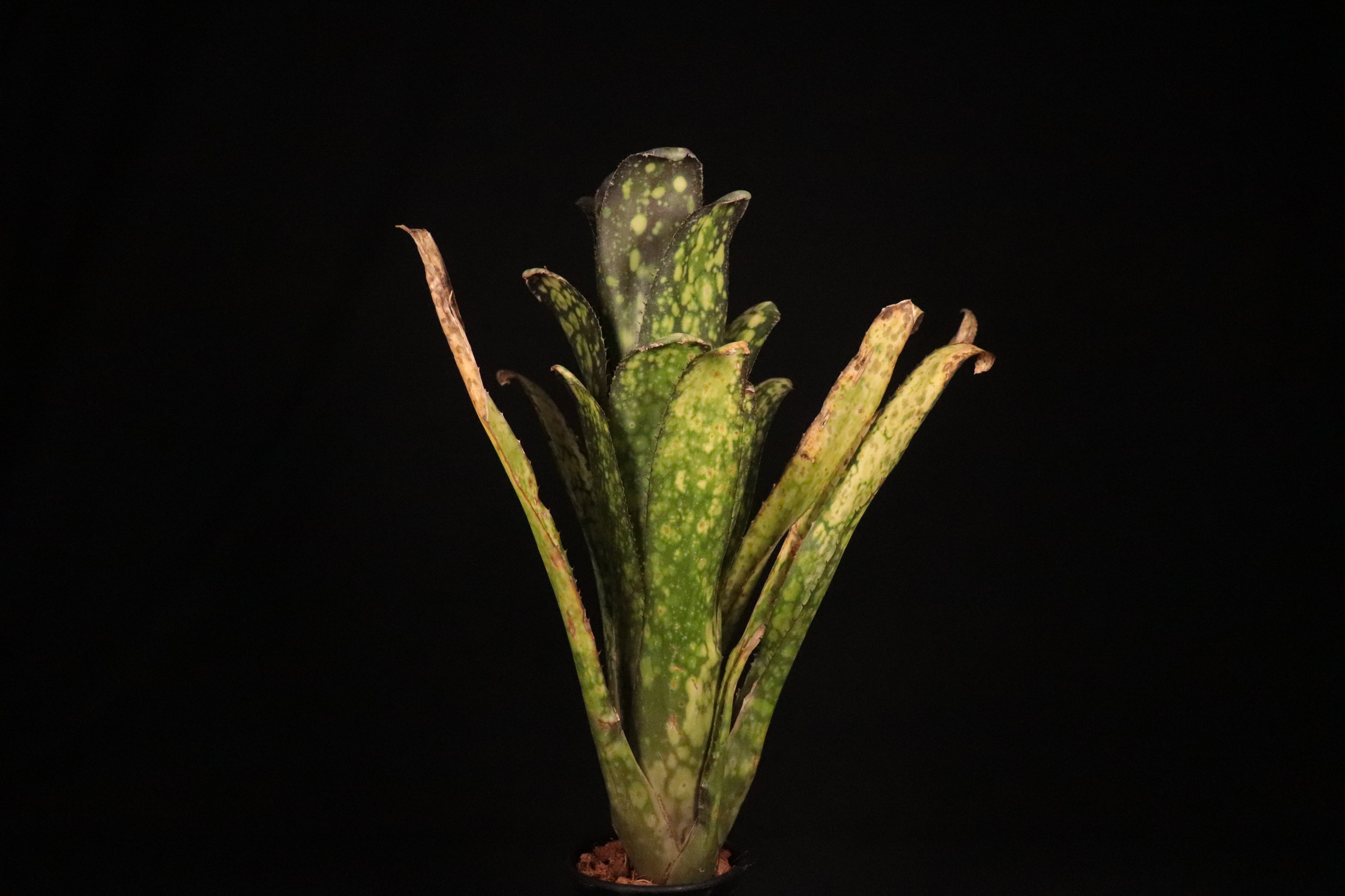 ビルベルギアbillbergia kolan cherry delight