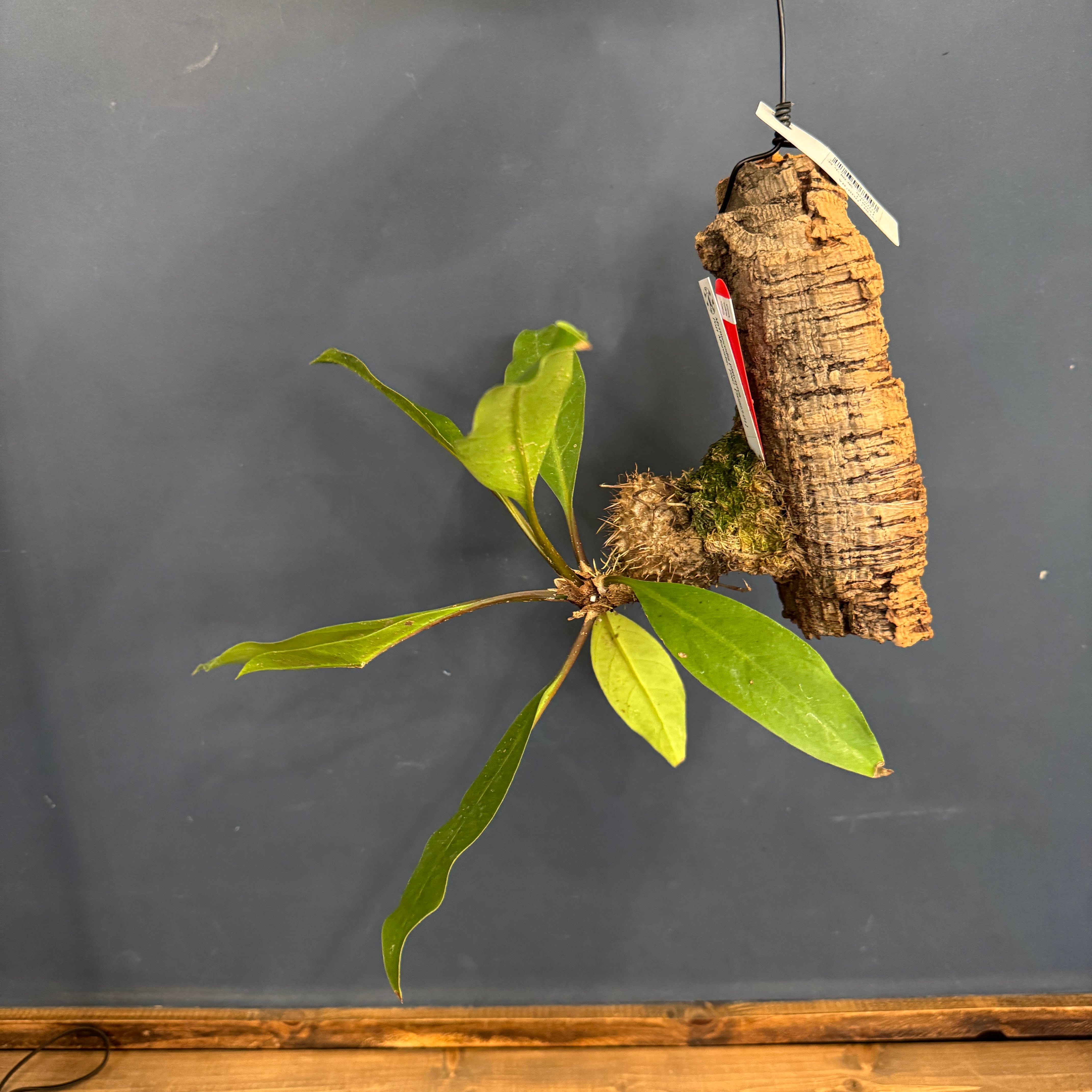 クリアランス】ミルメコディア platytyrea【891】 | PROTOLEAF プロト