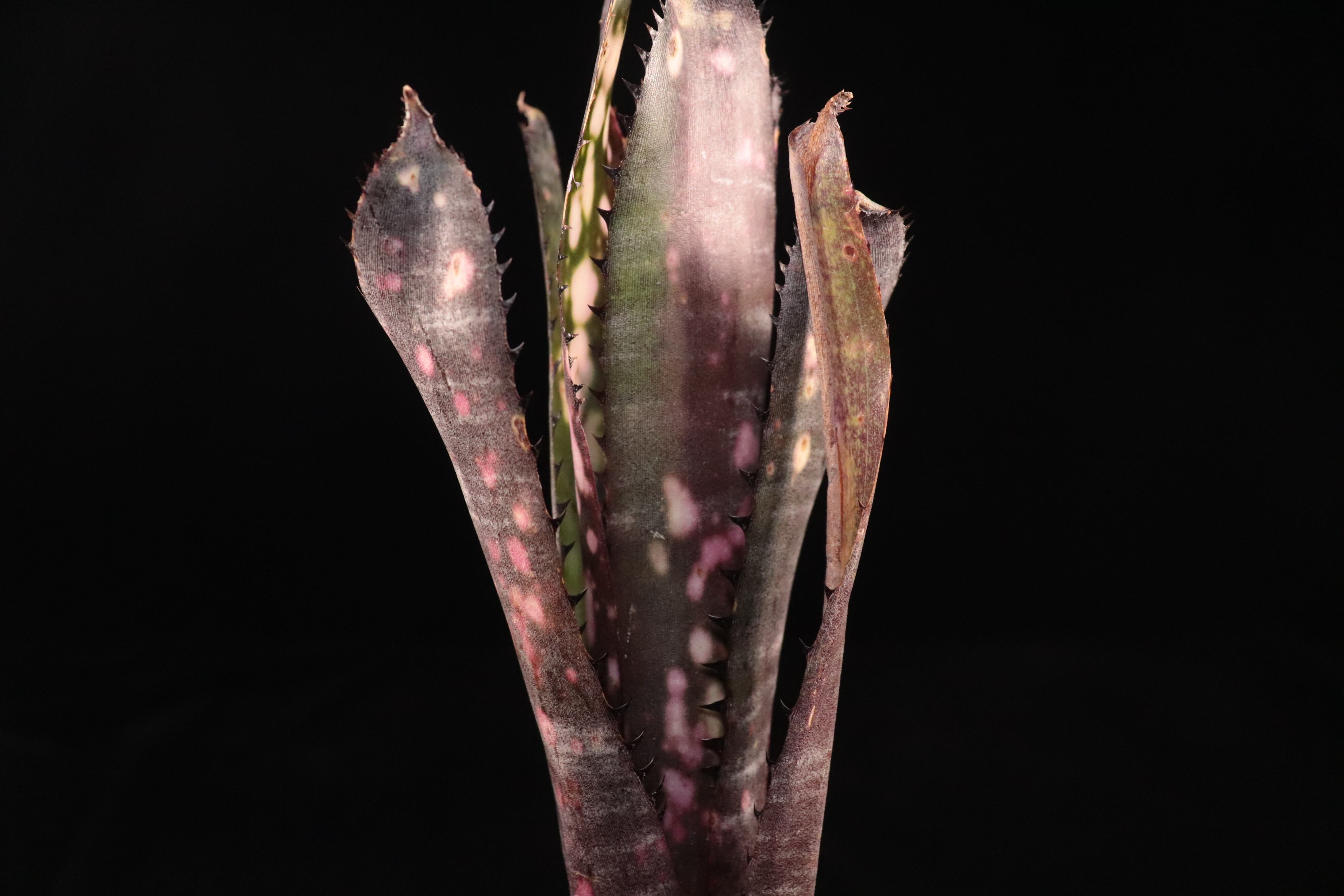 送料無料】Billbergia 'Kolan Purple Piranha'〔ビルベルギア〕現品