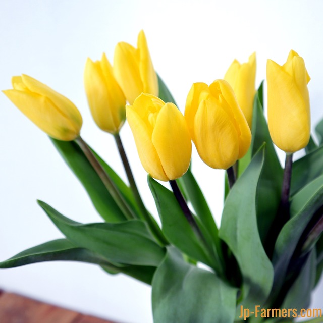 チューリップ　黄色　（一重咲き）　10本