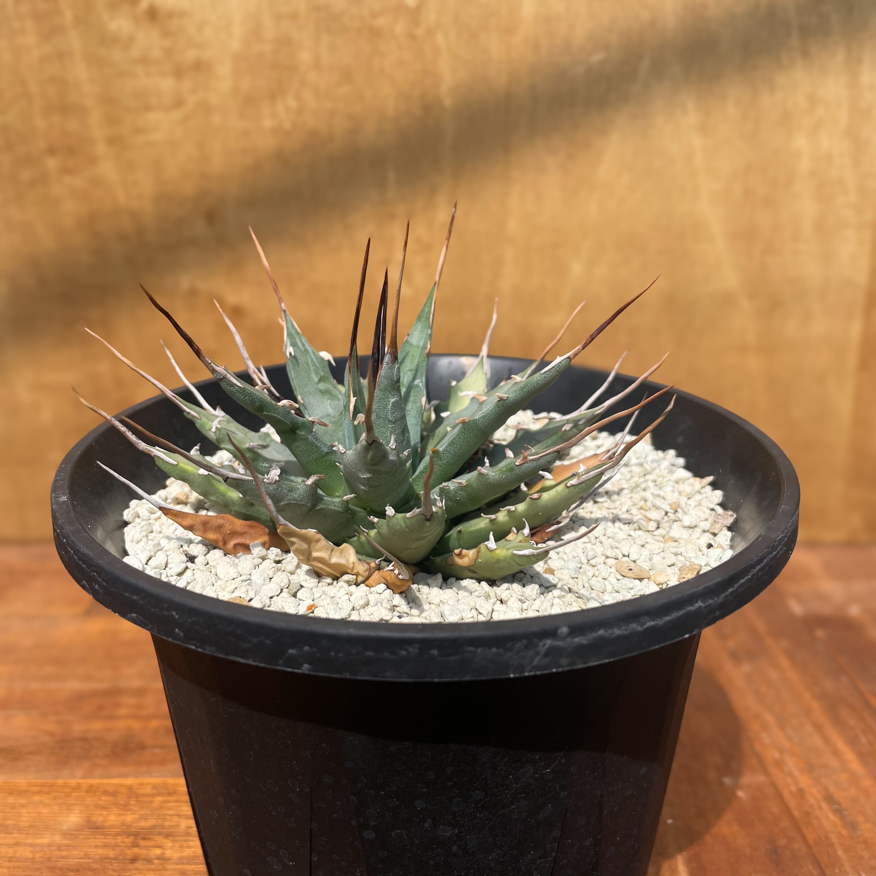Agave uthaensis var. nevadensis陽炎×八荒雷神（Pichlavá exotika a  
