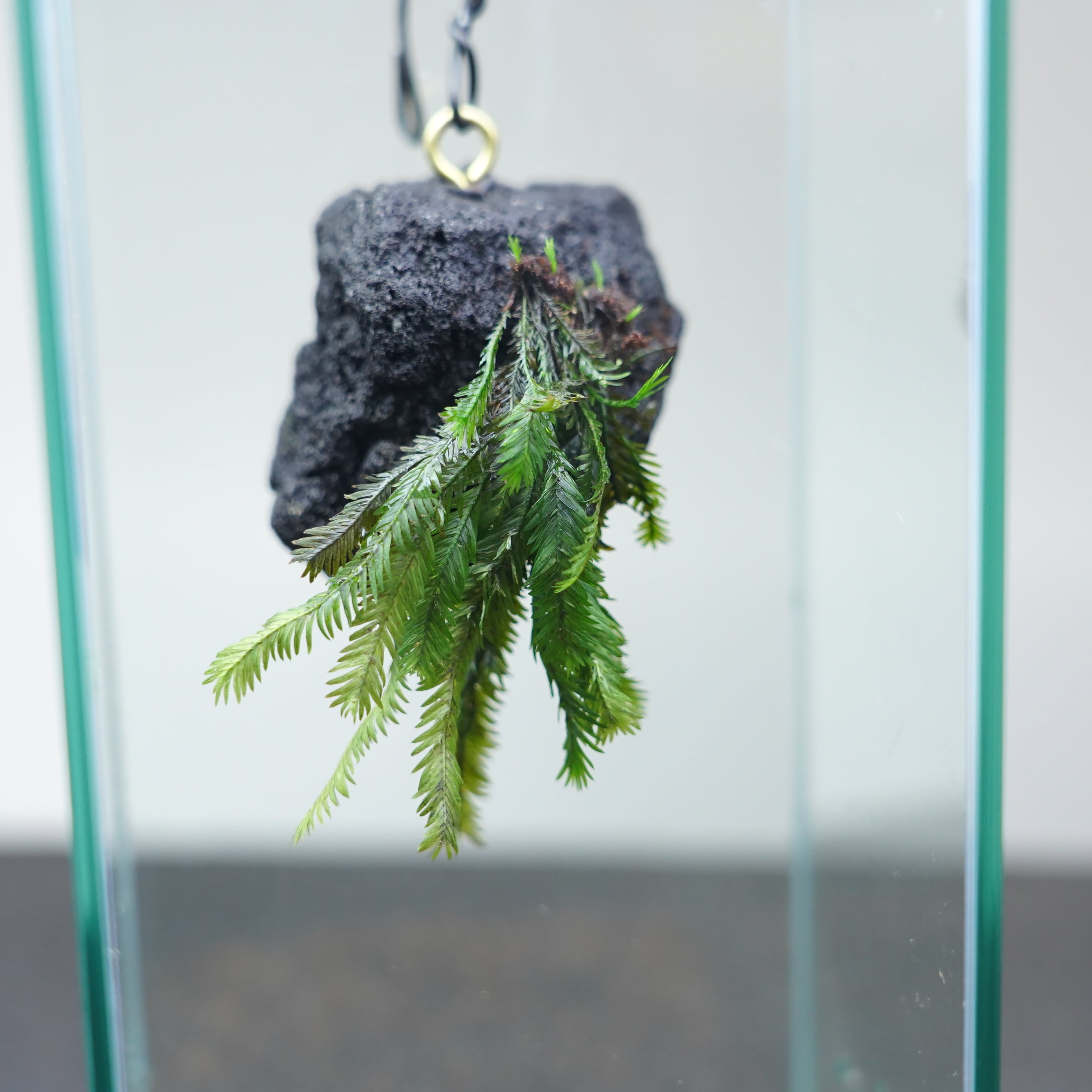 ◆現品◆吊り下げ着生苔石(ホウオウゴケ)2025.12.12 #2【容器付き】