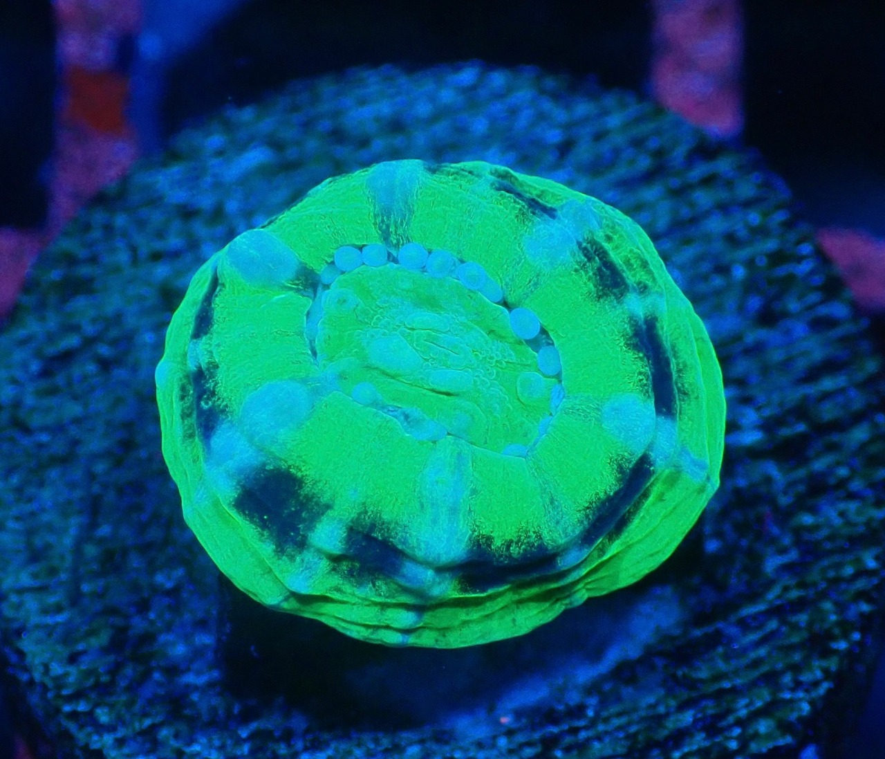 【現地買付】ScolymiaBaby"UFO"  6