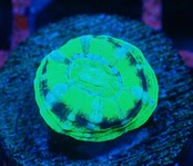 【現地買付】ScolymiaBaby"UFO"  6