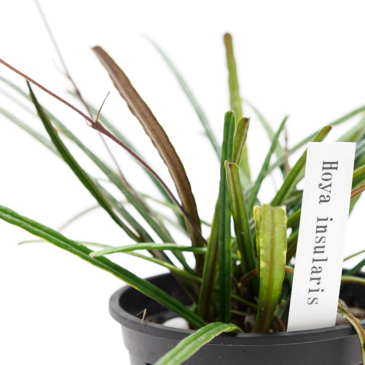 ホヤ インスラリス 3.5号鉢 【No.0042】 | SHIBUYA ENGEI