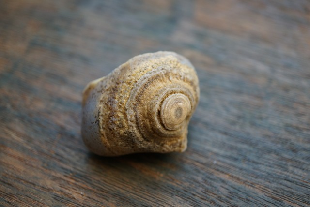 ゴビアゲート Gobi Agate 1684