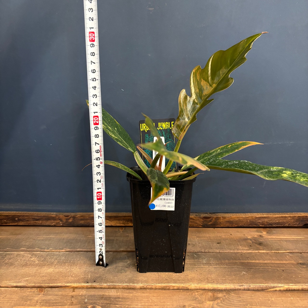 フィロデンドロン　キャラメルマーブル【583】