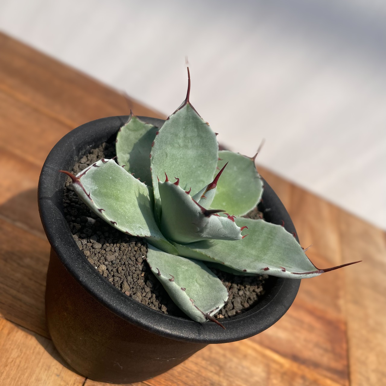 Agave parryi var. truncata【アガベ・パリー・トランカータ】