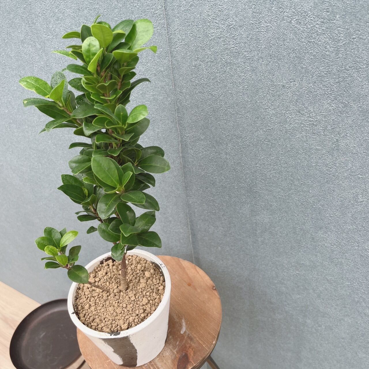 現品］【希少】☆レア☆ R オキナワコバガジュマル 4号 観葉植物 室内