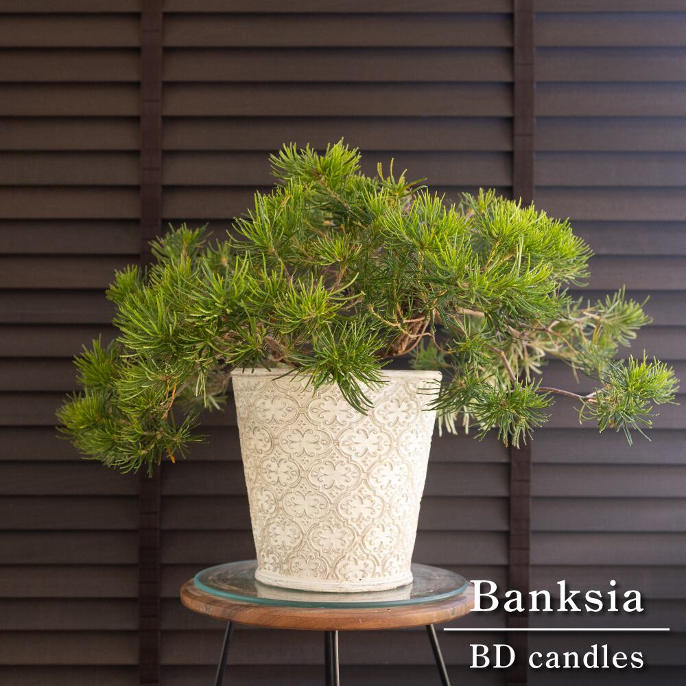 バンクシア バースデーキャンドル 7号 陶器鉢 Banksia birthday candles オージープランツ 0830WH