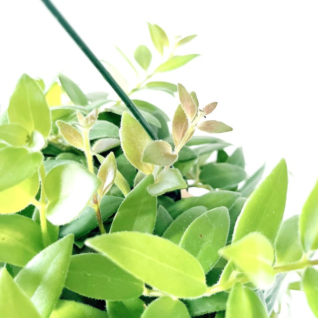 《初入荷》エスキナンサス カロインプルーブ 観葉植物 calm cafe
