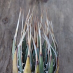 アガベ ユタエンシス ネバデンシス 4 Agave uthaensis var. nevadensis