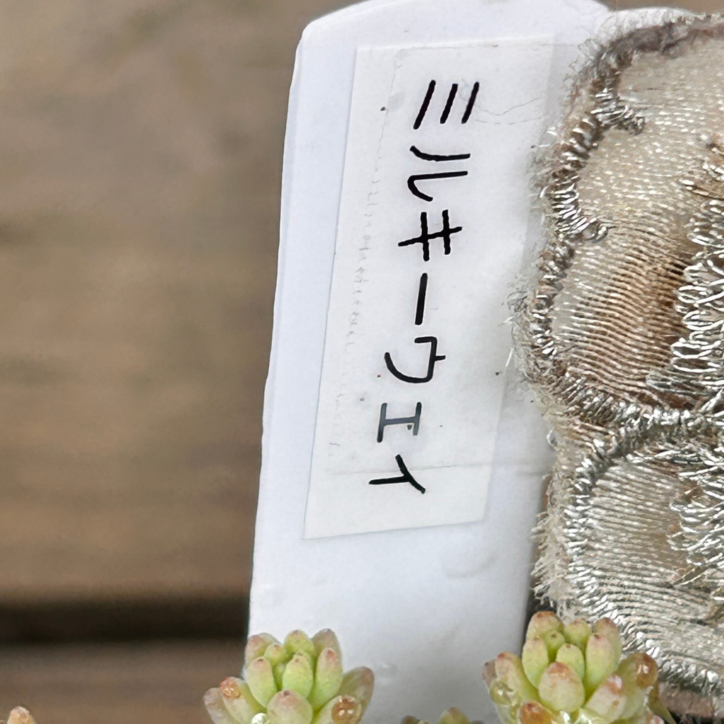 ミルキーウェイ | RuPo 多肉植物専門店
