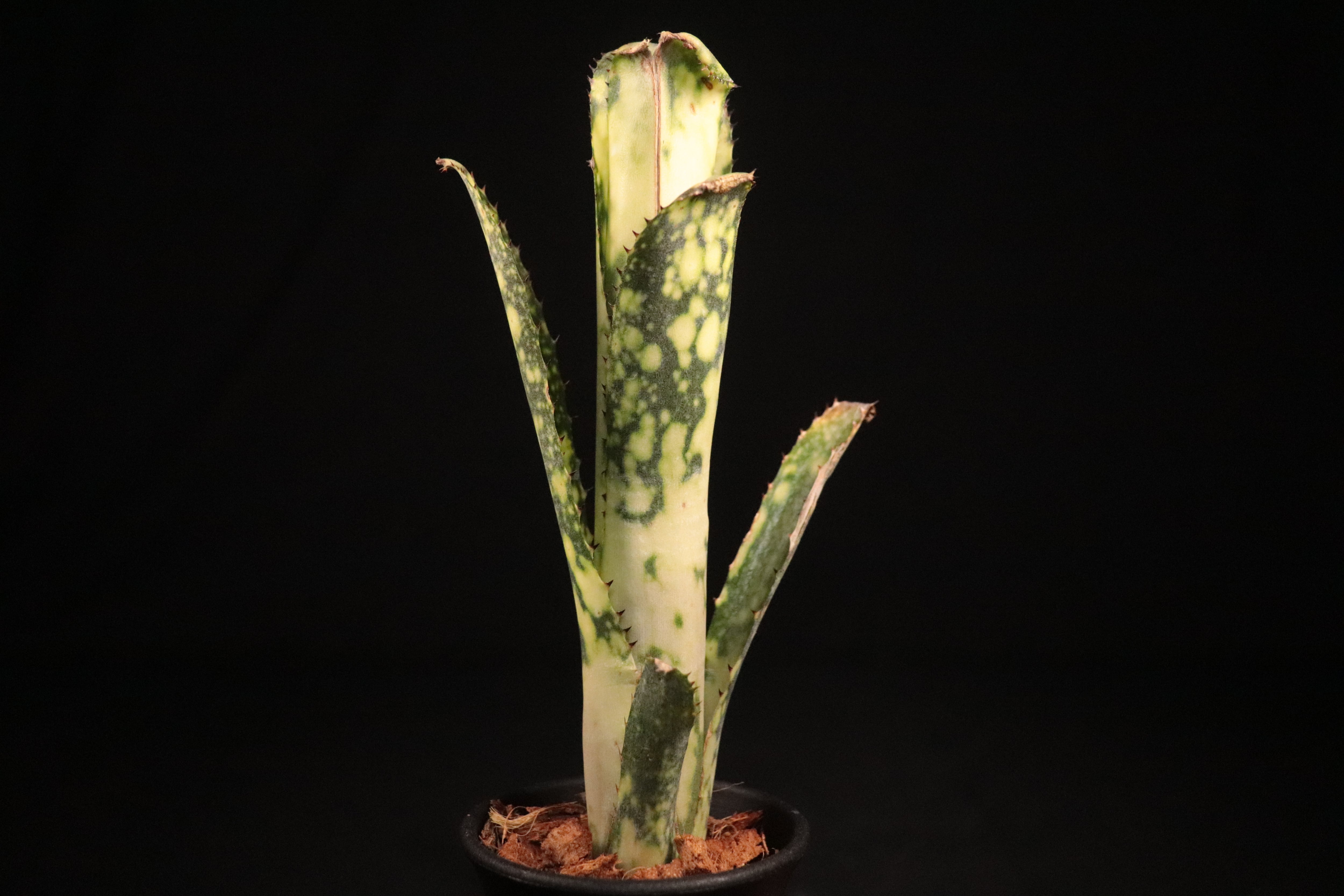 送料無料】Billbergia 'Bravo'〔ビルベルギア〕現品発送B0075 | plane