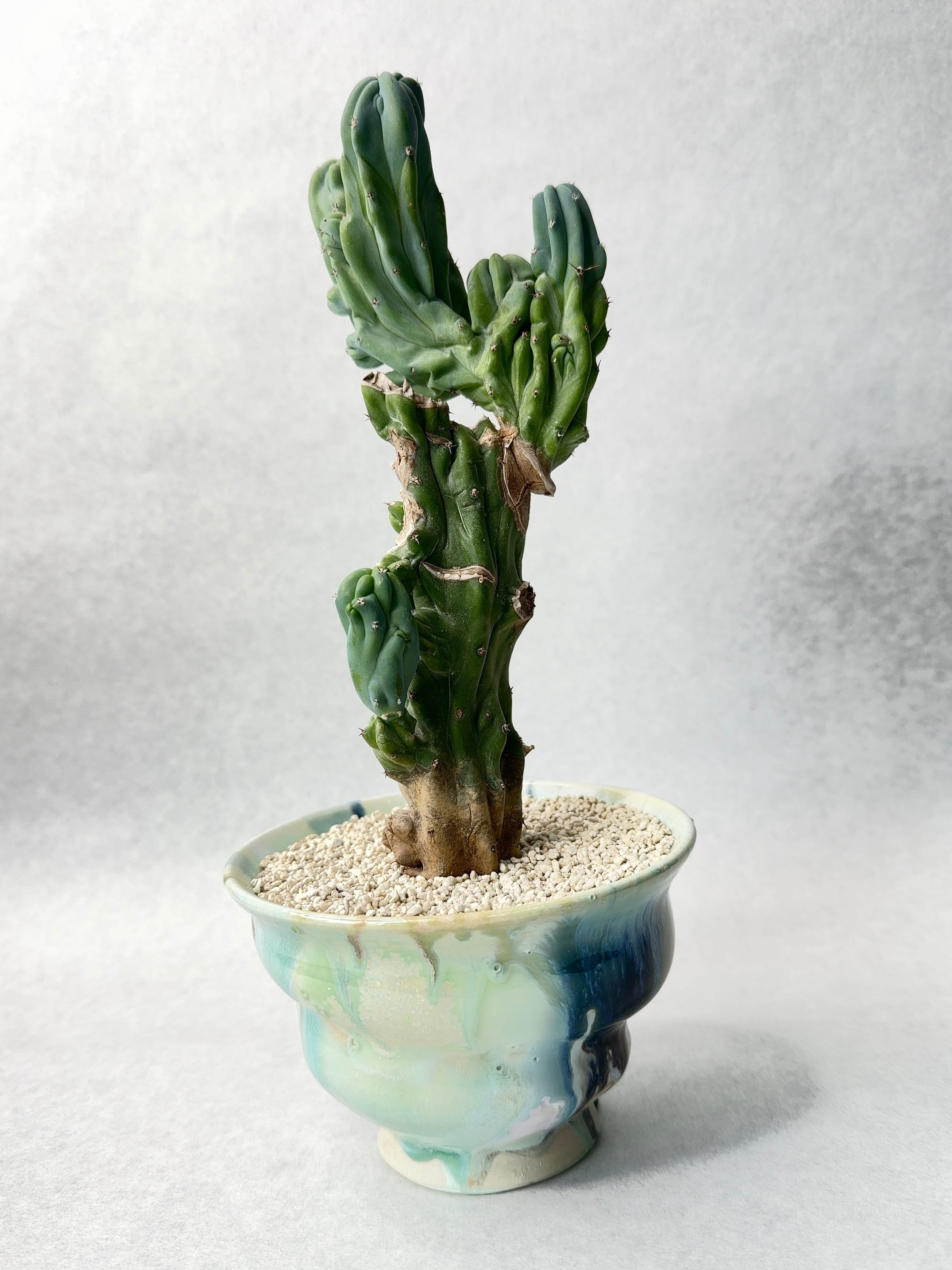 竜神木　綴化　抜き苗①② 26300___2_7c9b694f-b604-46e3-