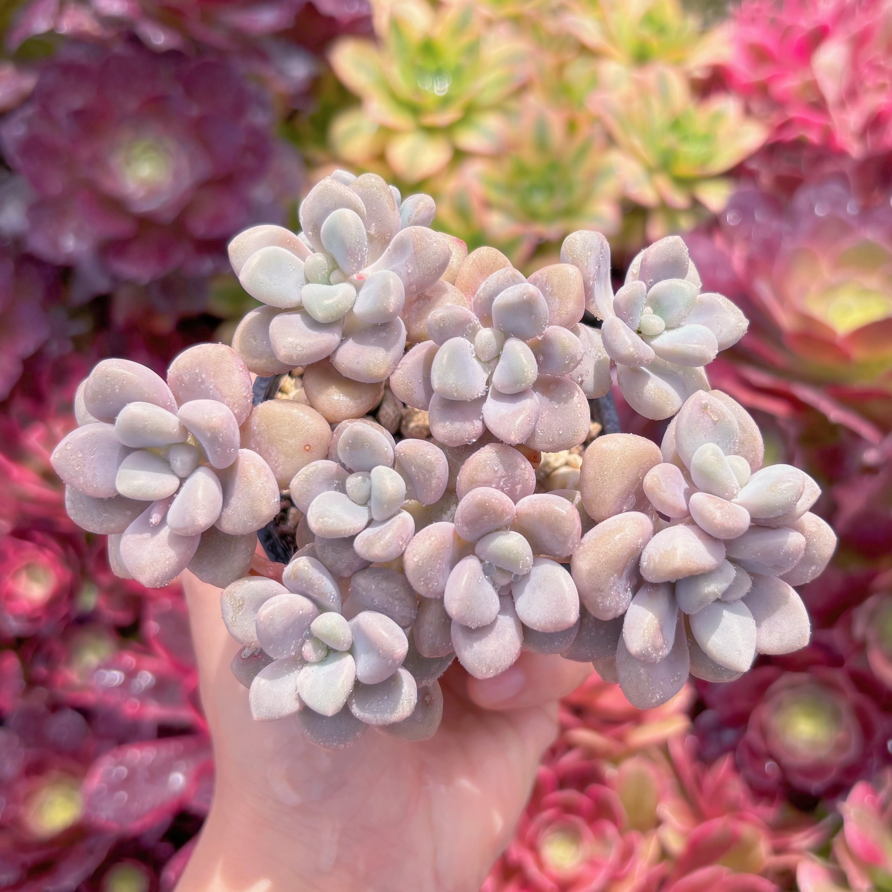 現品　エイレン#K457　るる農園