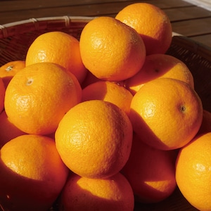 【予約受付中/1月中下旬頃蔵出し予定】あまか1kg＋熟成みかん5kgセット