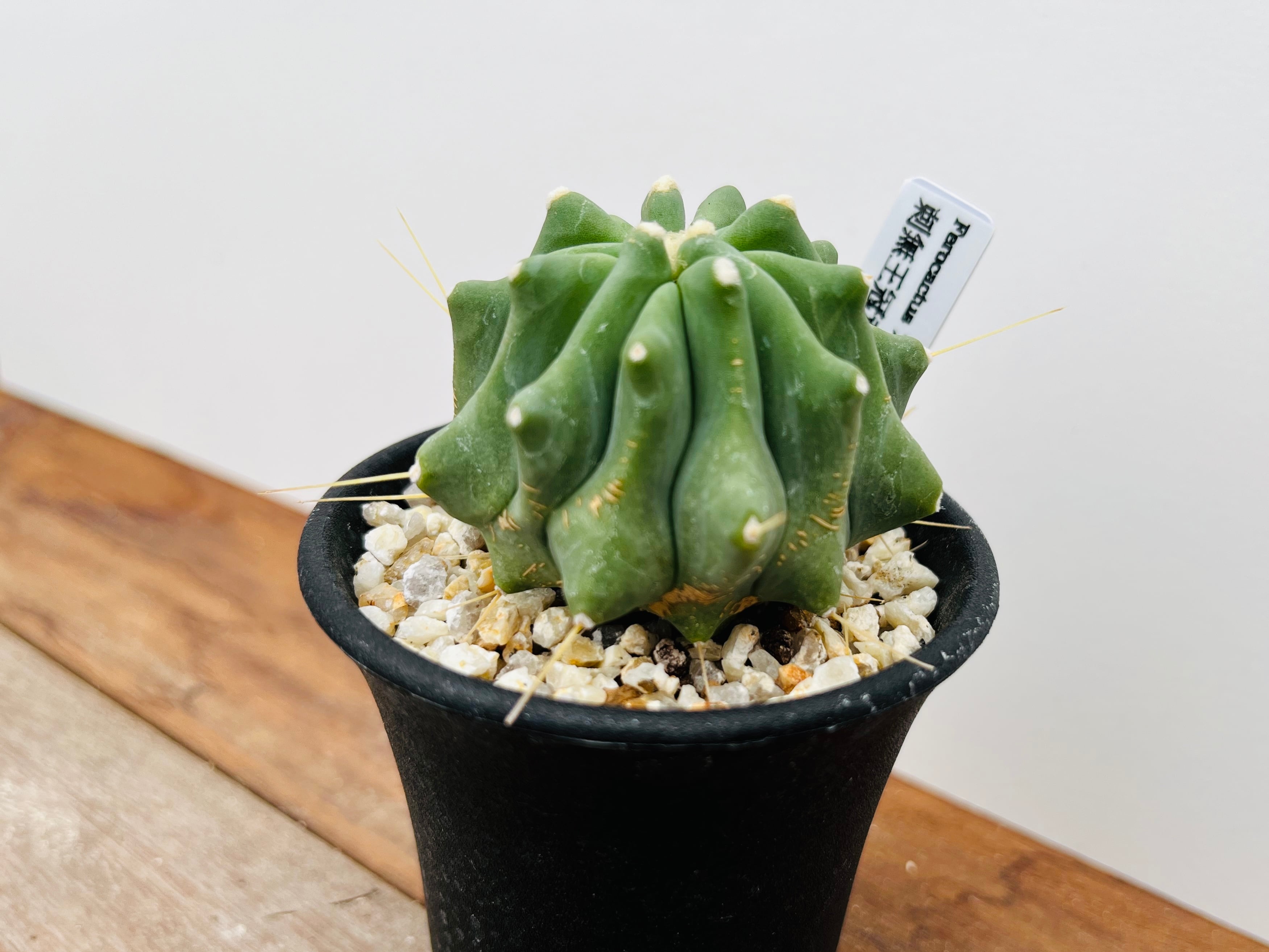 怪物棘無し王冠竜フェロカクタス特大株