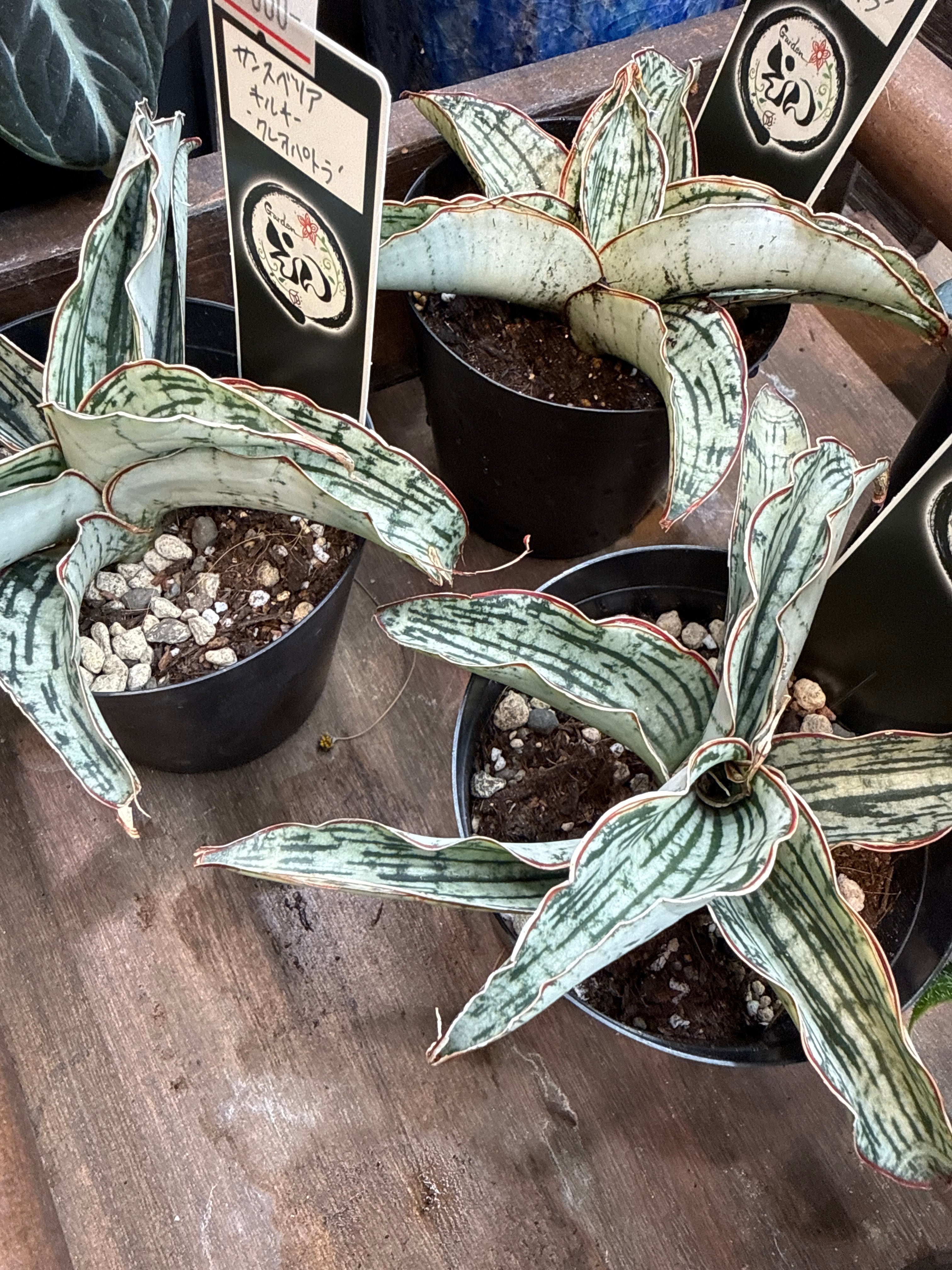 サンスベリア キルキー'クレオパトラ' | Gardenえん 【観葉熱帯植物】