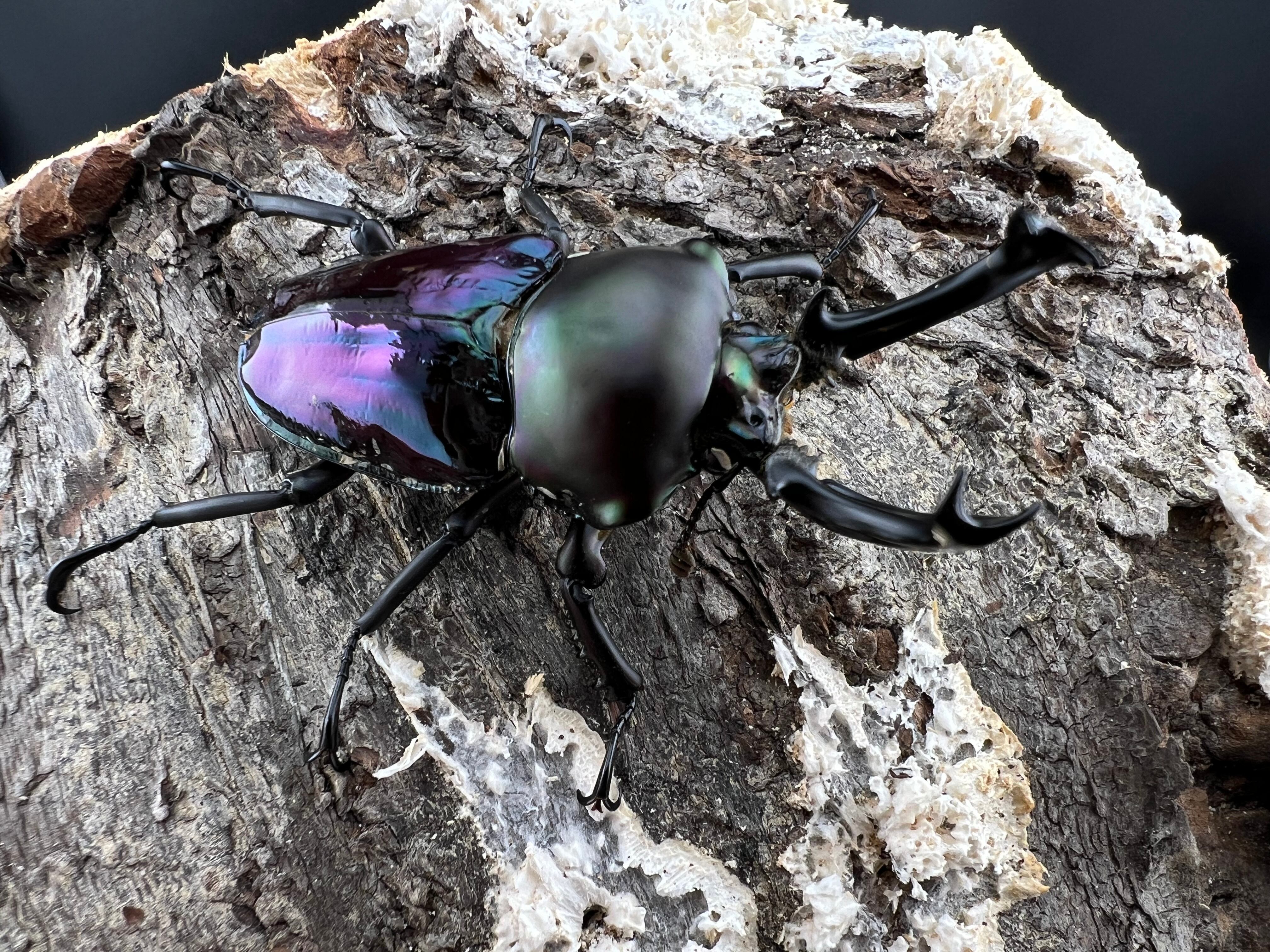 ニジイロクワガタ 青紋紫根系 56mm ペア》セルヴォラン氏委託個体