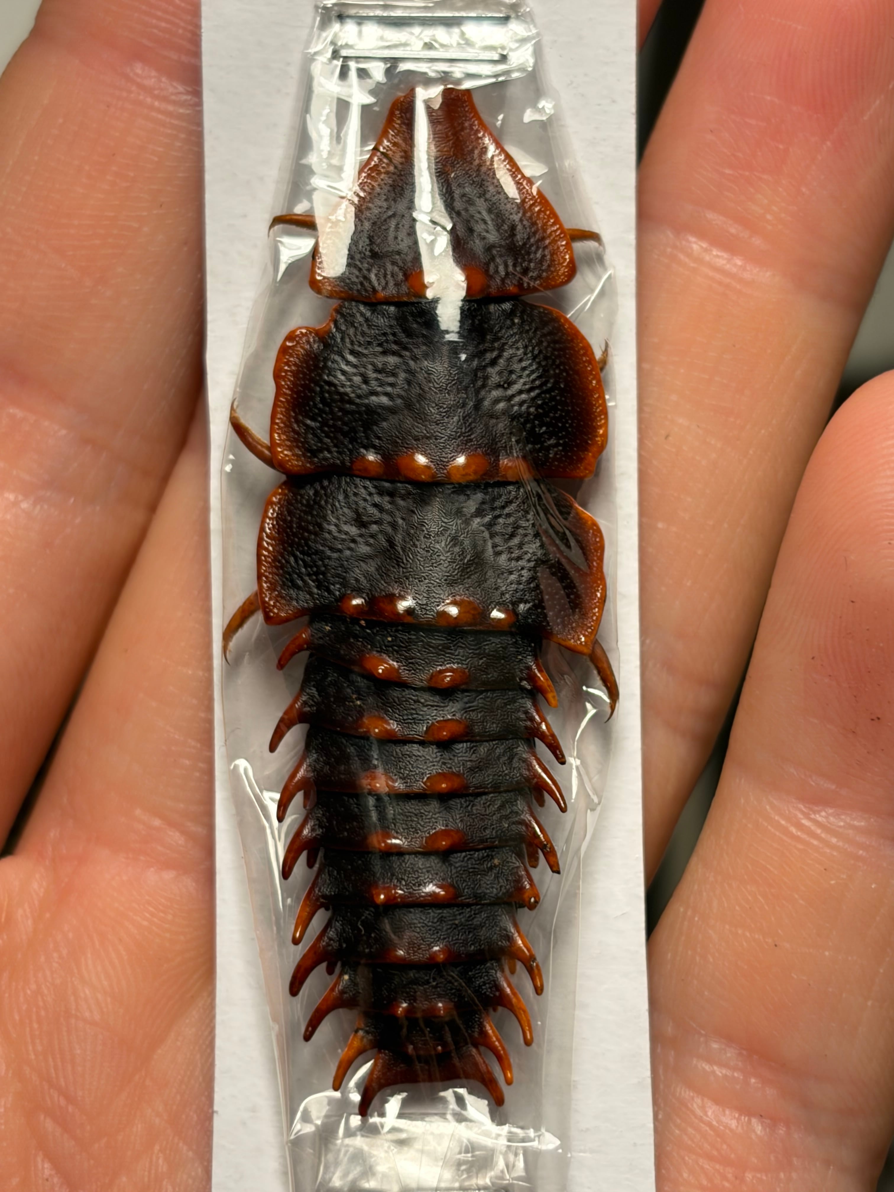 BIG】発色良好なサンヨウベニボタル 標本 ホタル 蛍タランチュラムカデ