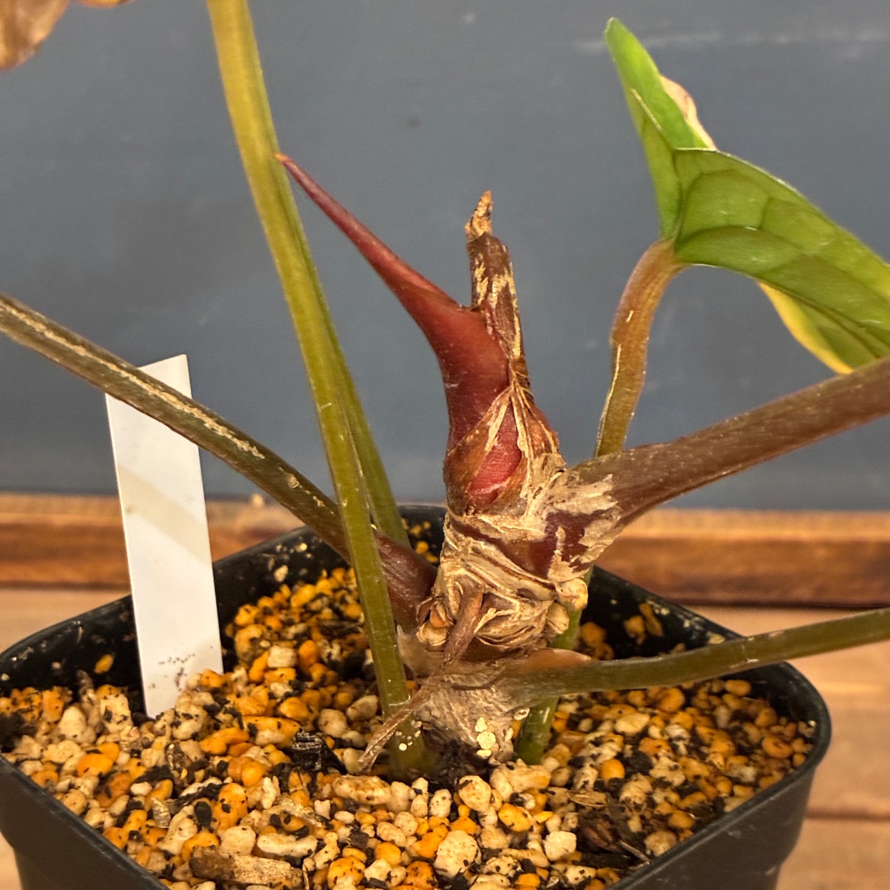 【クリアランス】アンスリウム　luxurians(red) × sp. aff. besseae【290】【再撮影】【◇】