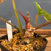 【クリアランス】アンスリウム　luxurians(red) × sp. aff. besseae【290】【再撮影】【◇】