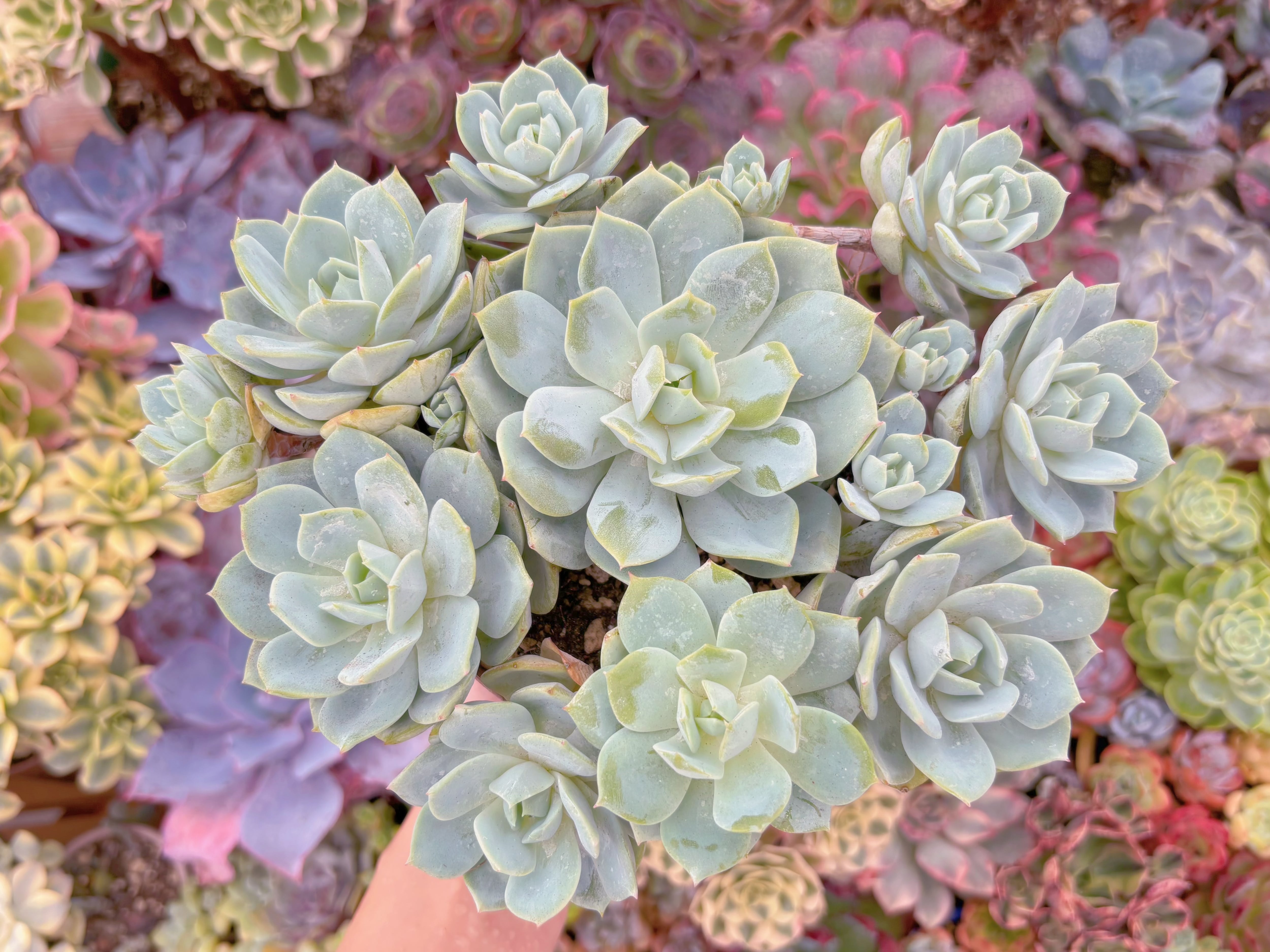 現品　冷香#2209　特大大群生　るる農園