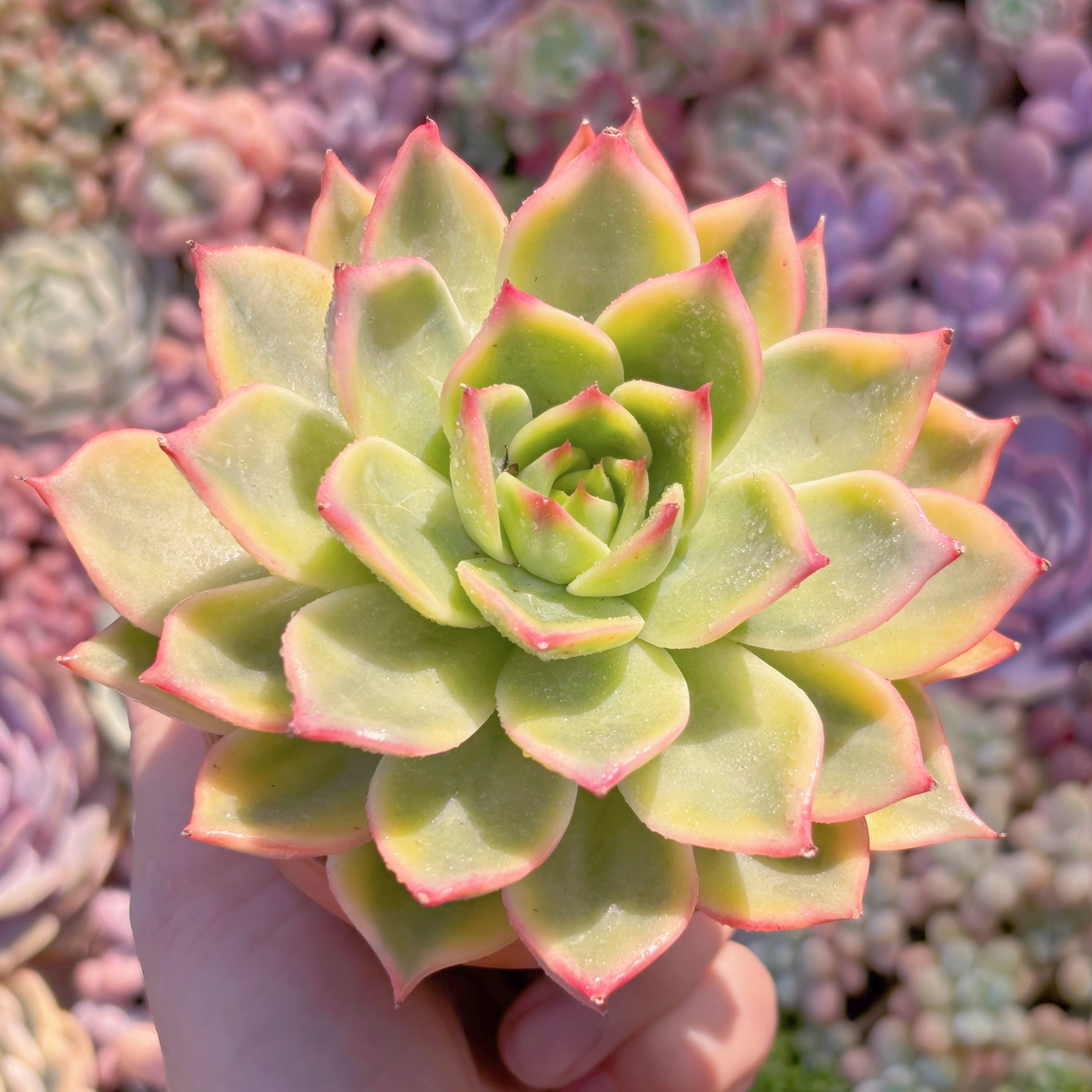 現品　桃花錦#M237　希少　るる農園