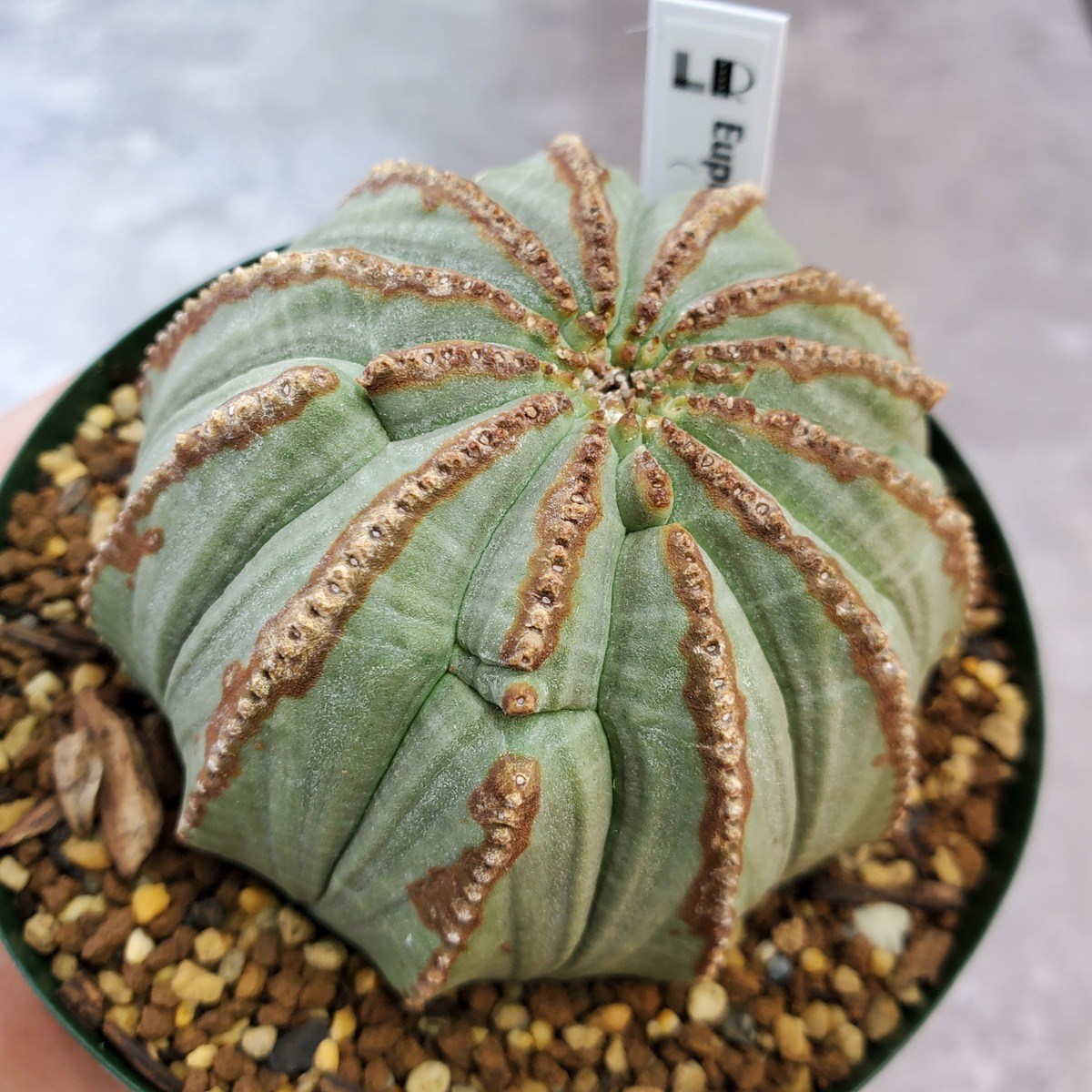 12稜】多稜タイプ Euphorbia Obesa ユーフォルビア オベサ 