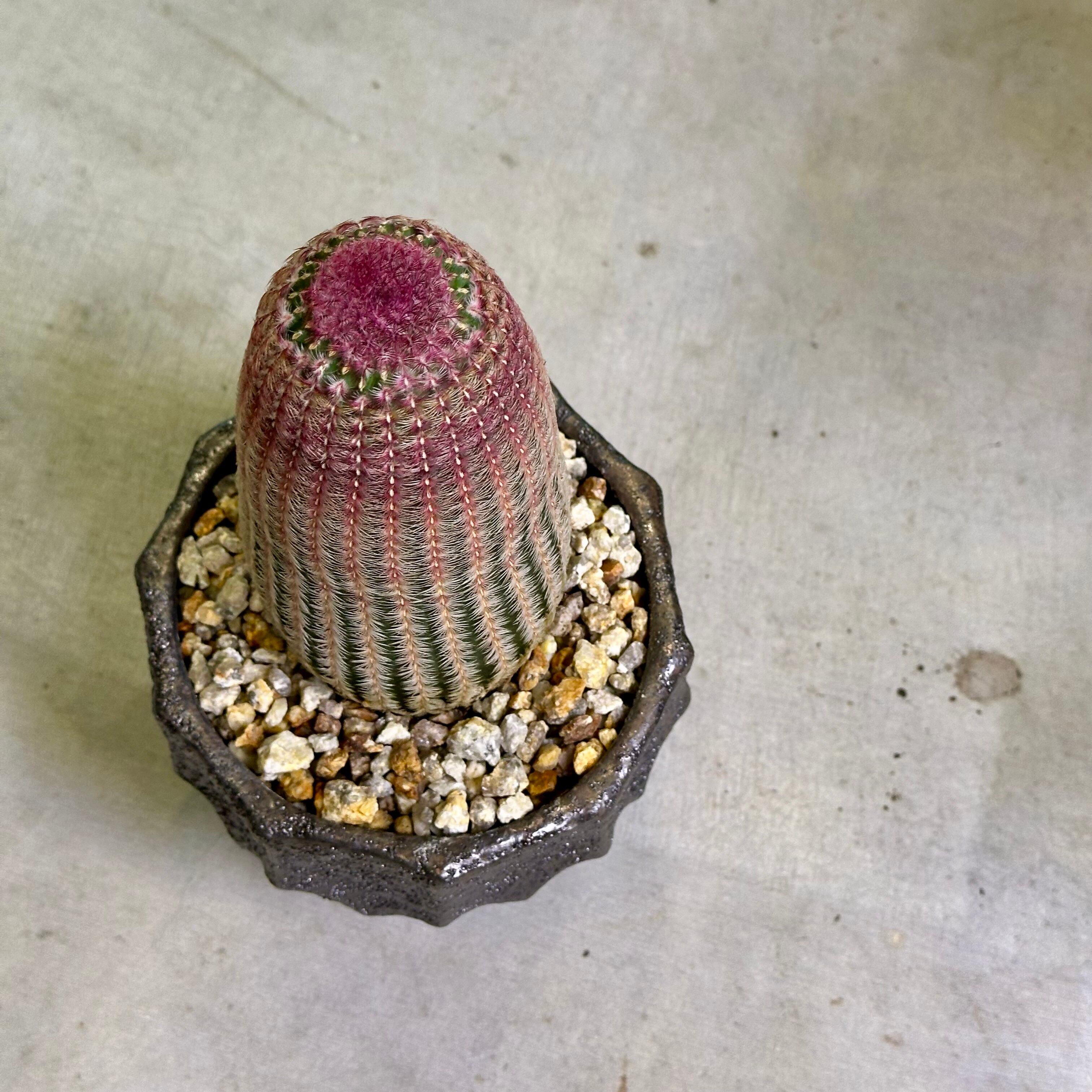 エキノセレウスサボテン・紫太陽 | barrelplants_BONSAI