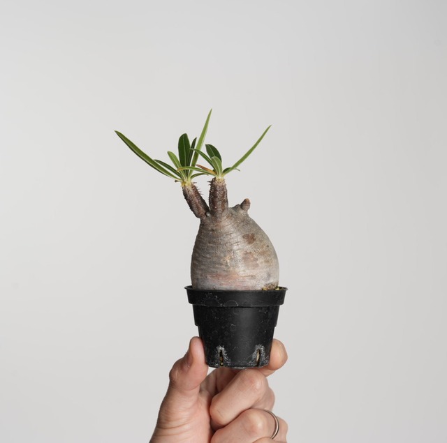 パキポディウム グラキリス no.5〈発根済み〉