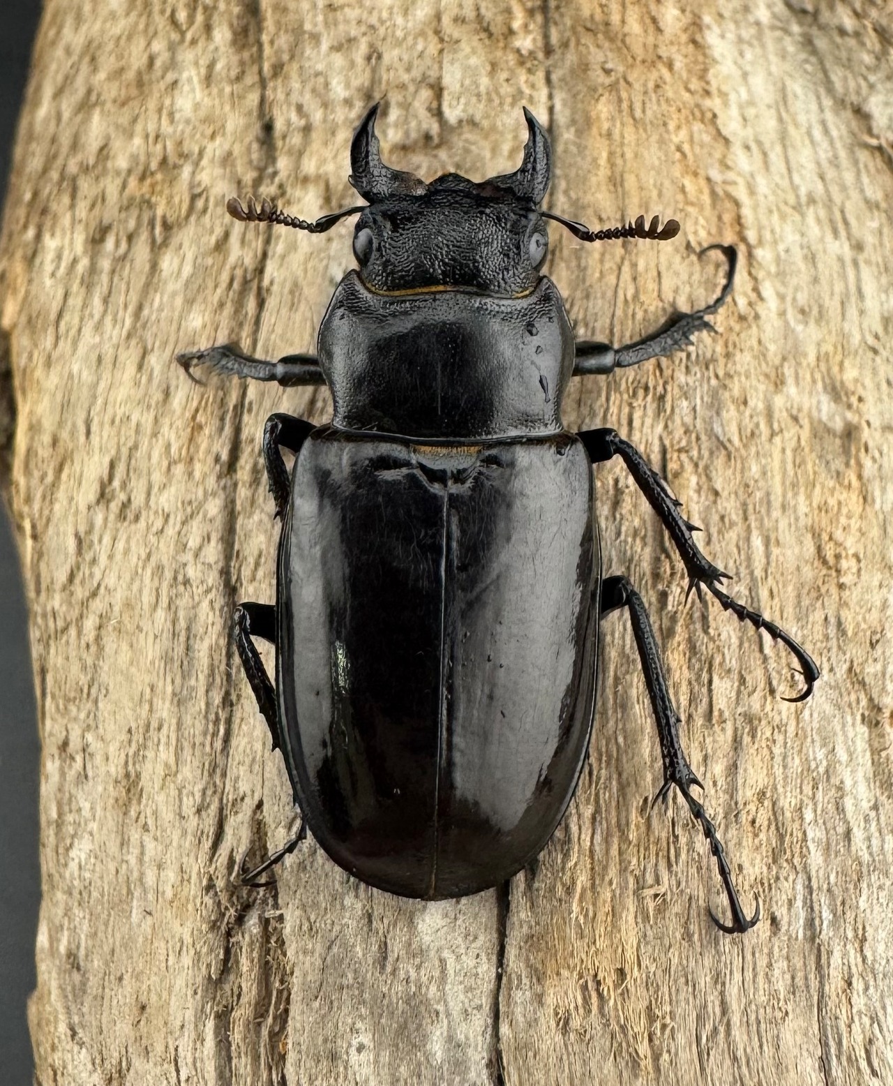 【WD】《パンミヤマクワガタ 30.5mm ♀単》