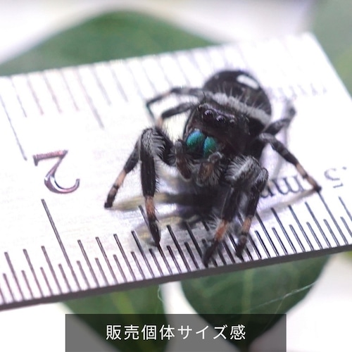 【１ペア】リーガルジャンピングスパイダー Phidippus regius　