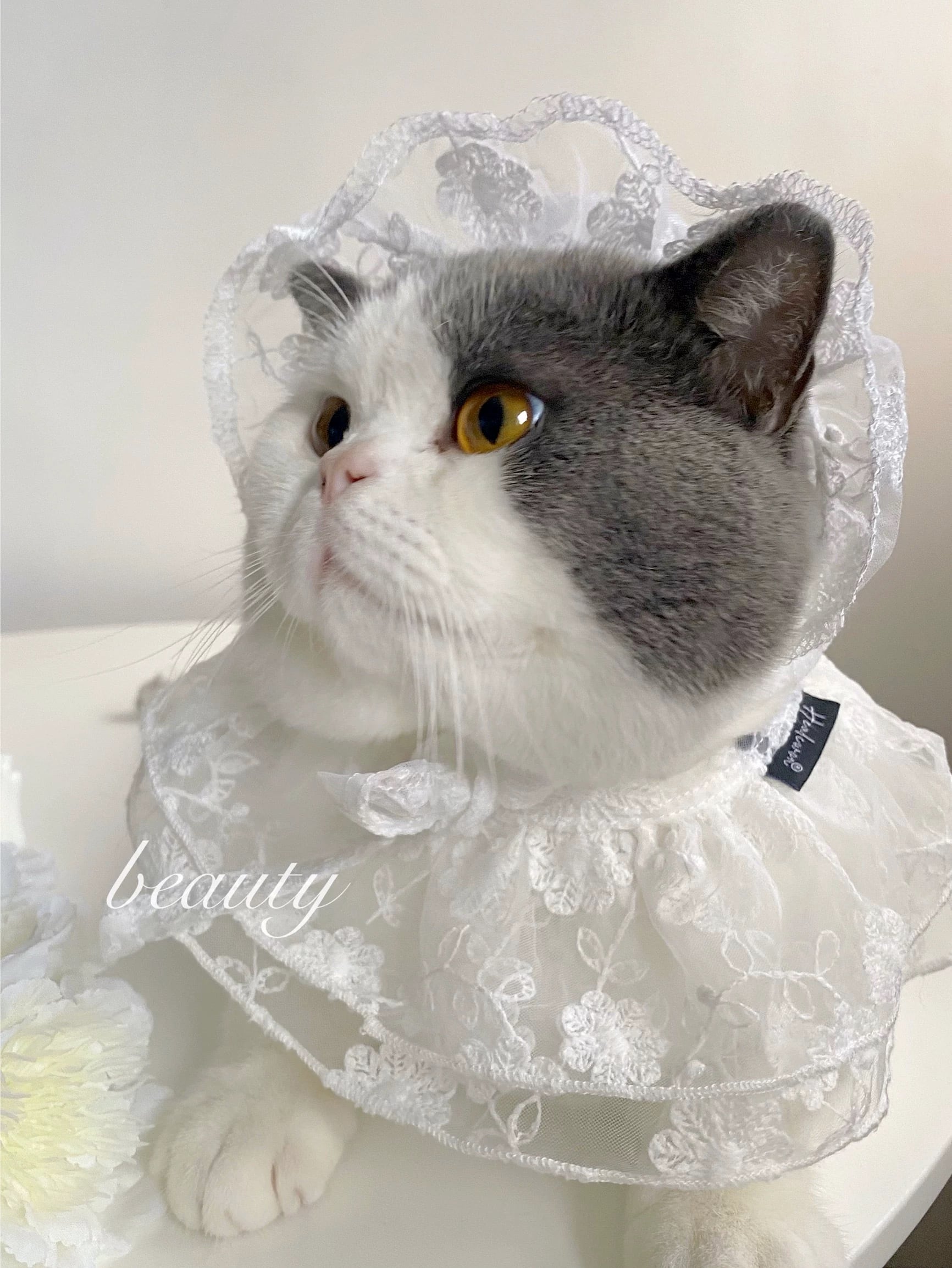 ホワイトレースボンネット 猫 帽子 | nyanpets 猫グッズ専門店