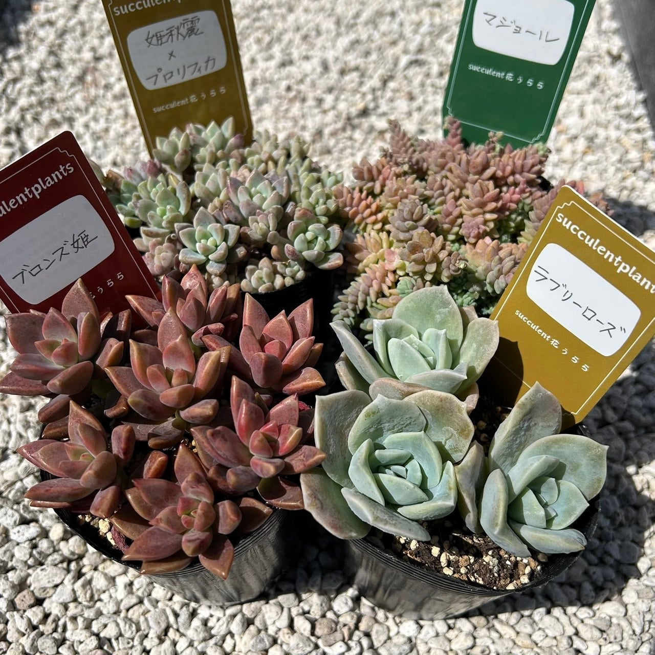 専用！多肉植物^o^  希少交配種　花うらら×達磨秀麗　小苗 ALL ITEM | Succulent 花うらら 〜多肉植物